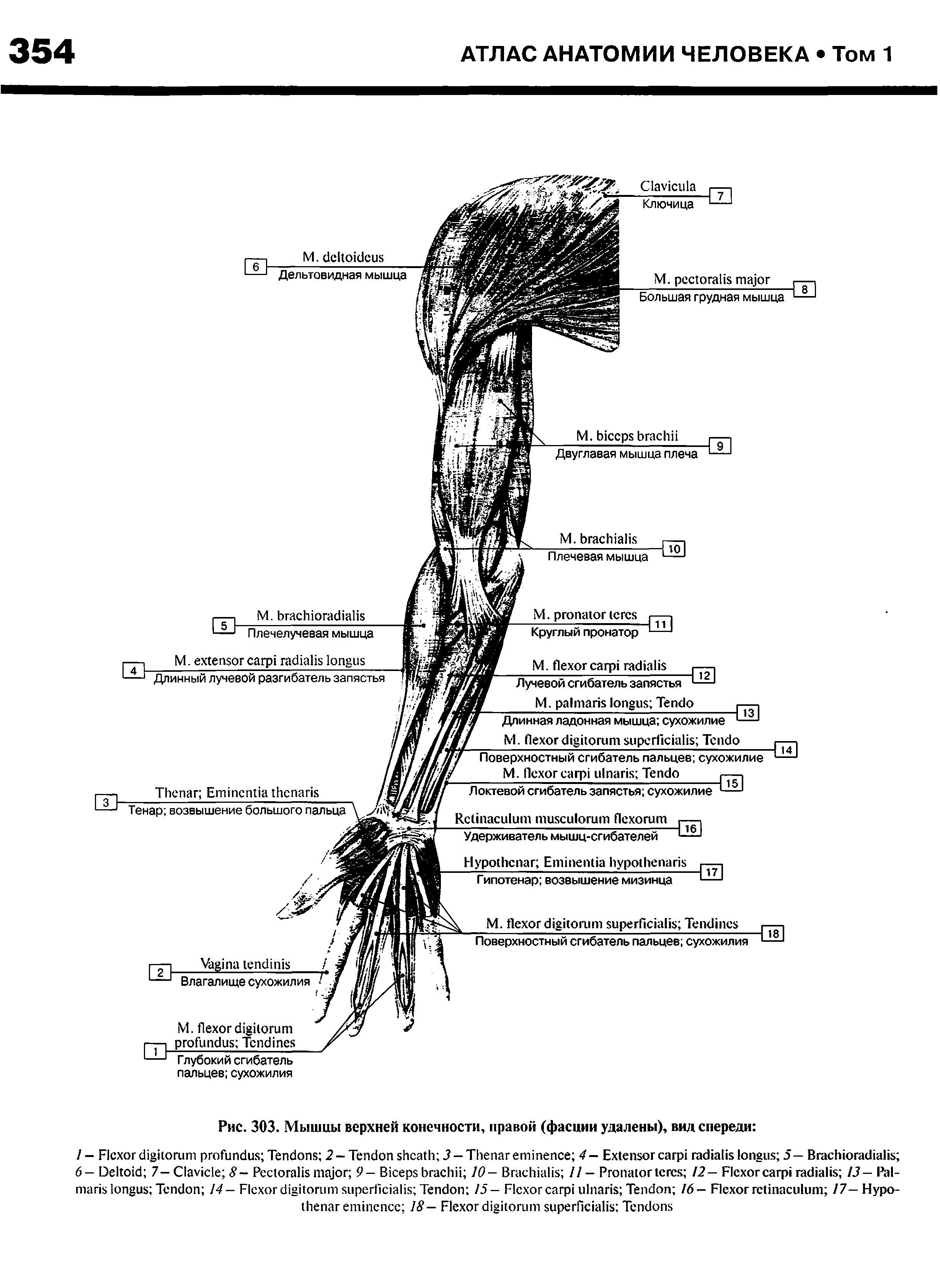 Рис. 303. Мышцы верхней конечности, правой (фасции удалены), вид спереди ...