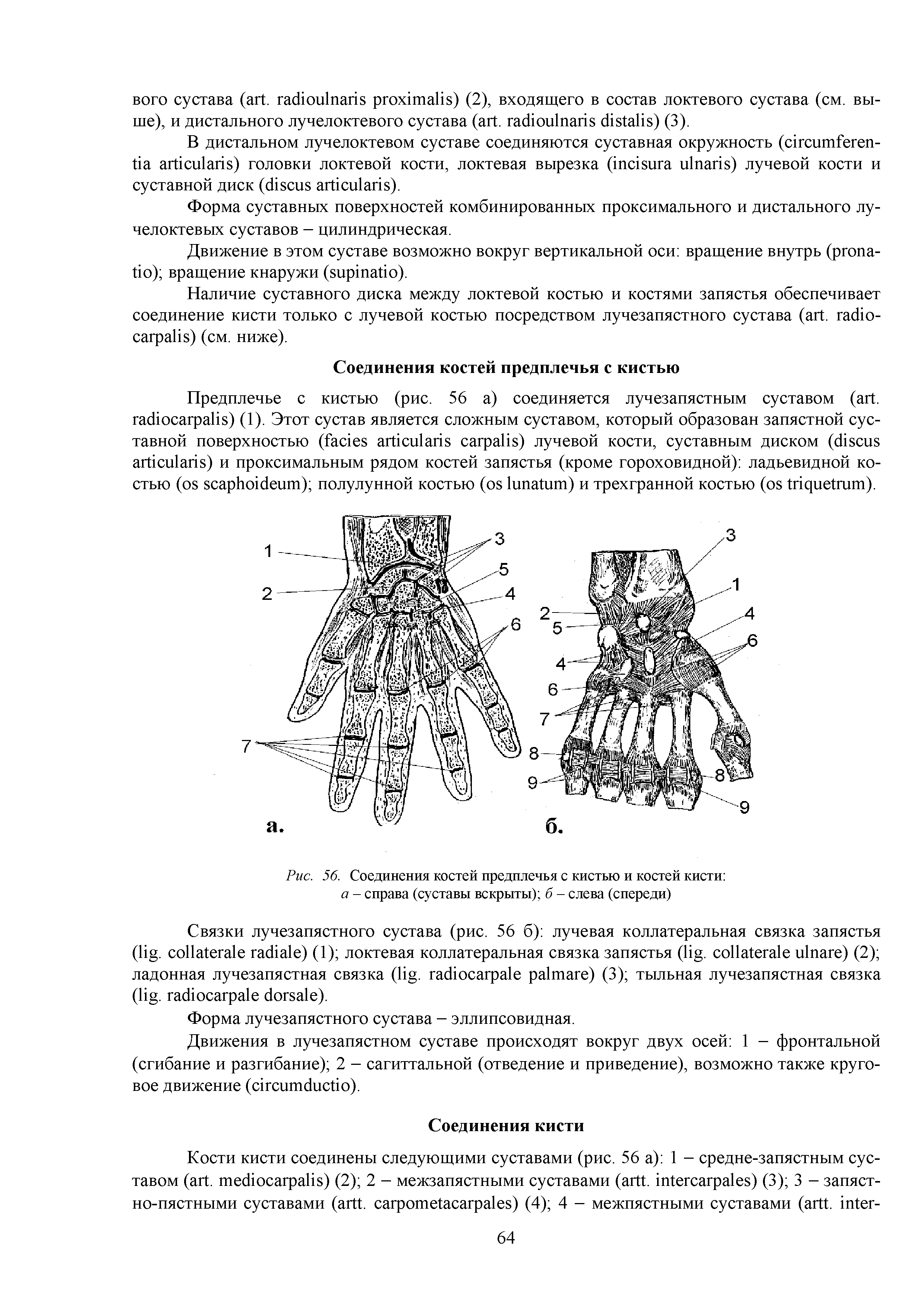 Рис. 56. Соединения костей предплечья с кистью и костей кисти а - справа (суставы вскрыты) б - слева (спереди)...