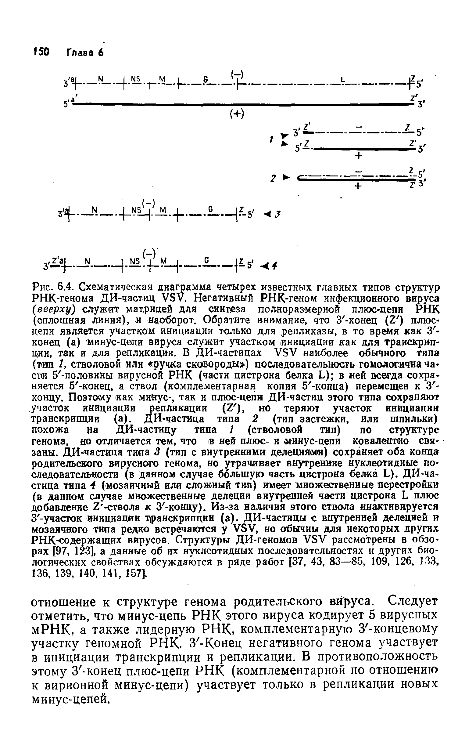 Рис. 6.4. Схематическая диаграмма четырех РНК-генома ДИ-частиц VSV. Негативный...