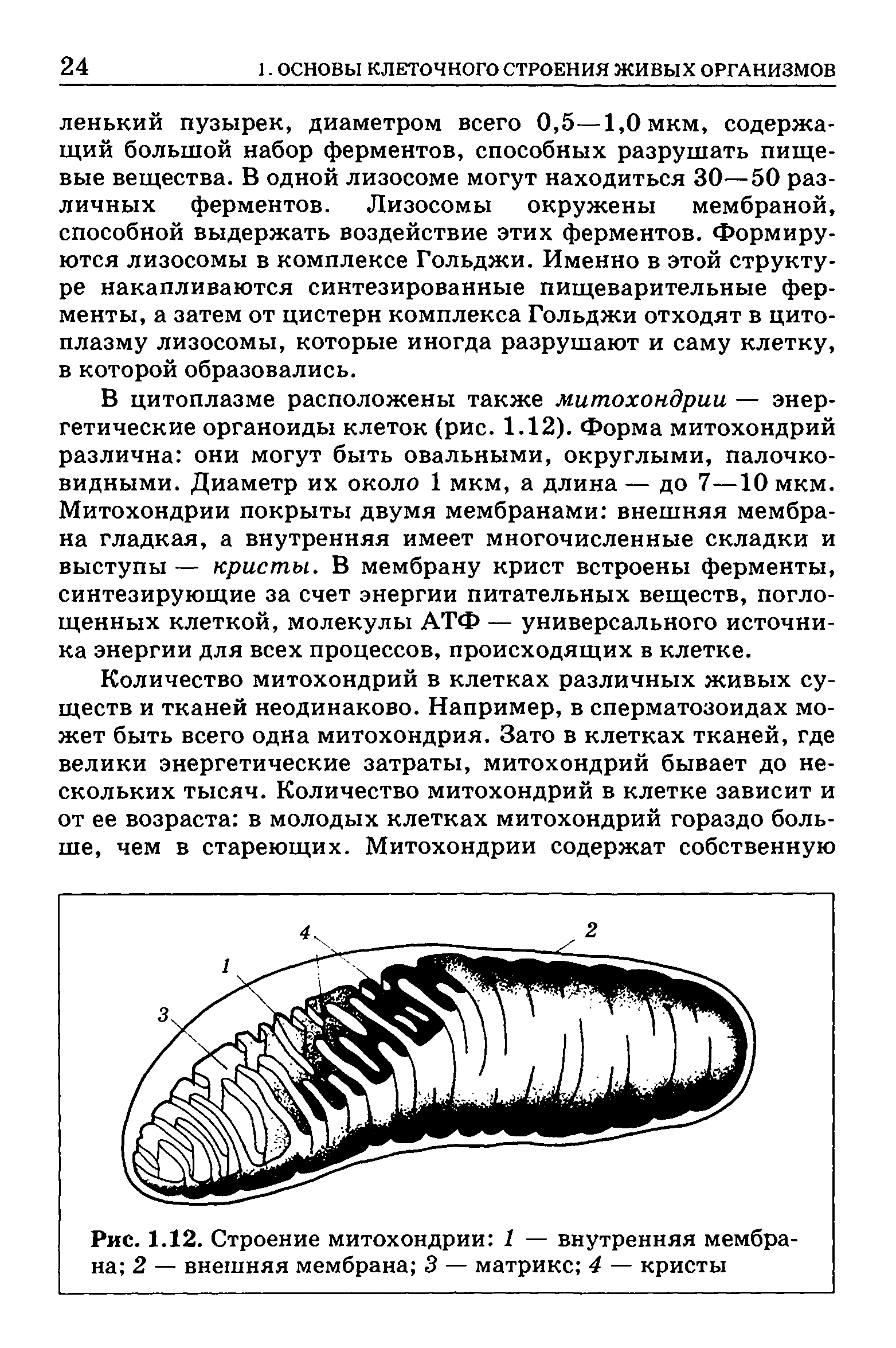 Рис. 1.12. Строение митохондрии 1 — внутренняя мембрана 2 — внешняя мембрана 3 — матрикс 4 — кристы...