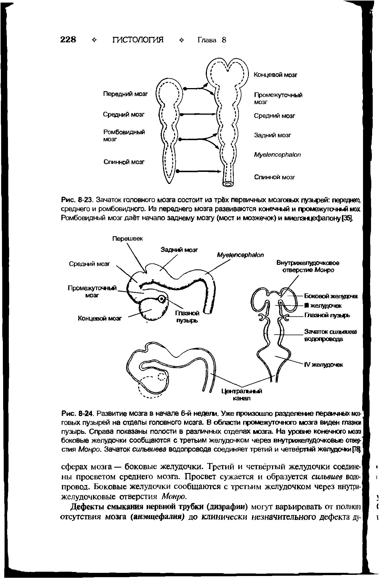 Рис. 8-23. Зачаток головного мозга состоит из трёх первичных мозговых пузьрвй переднего, среднего и ромбовидного. Из переднего мозга развиваются конечный и громежугочк>й мох Ромбовидный мозг даёт начало заднему мозгу (мост и мозжечок) и миелэнцефалону[35].
