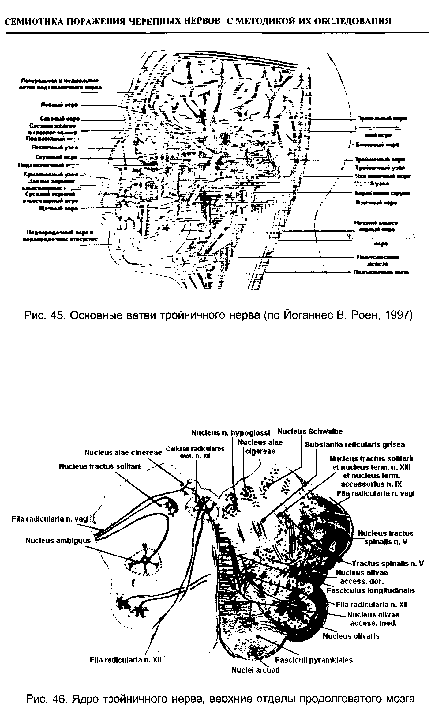 Рис. 46. Ядро тройничного нерва, верхние отделы продолговатого мозга...