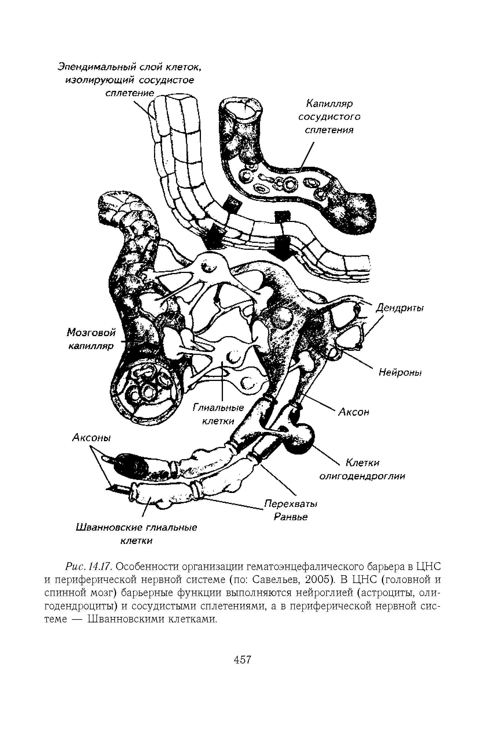 Рис. 14.17. Особенности организации гематоэнцефалического барьера в ЦНС и периферической нервной системе (по Савельев, 2005). В ЦНС (головной и спинной мозг) барьерные функции выполняются нейроглией (астроциты, олигодендроциты) и сосудистыми сплетениями, а в периферической нервной системе — Шванновскими клетками.