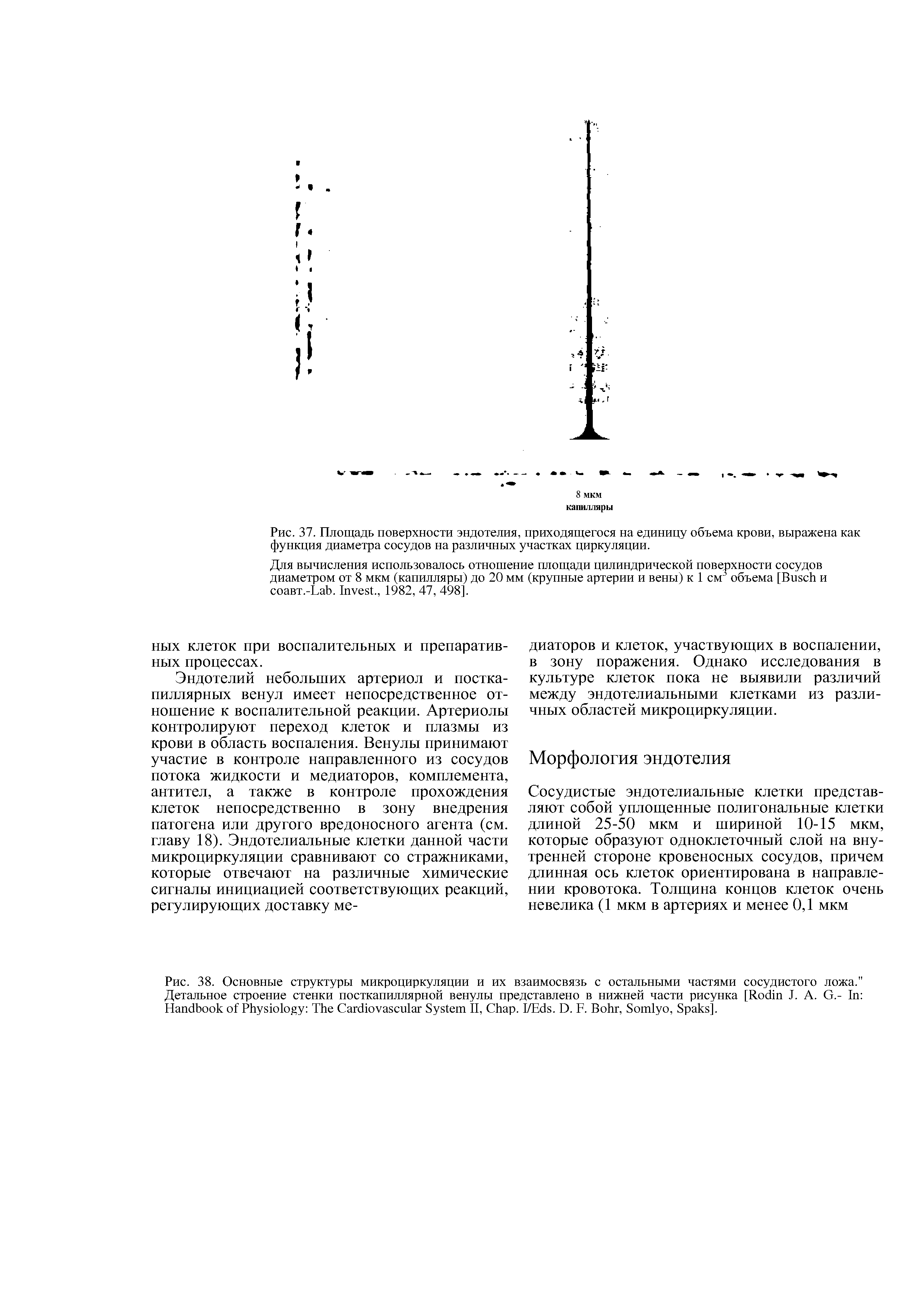 Рис. 37. Площадь поверхности эндотелия, приходящегося на единицу объема крови, выражена как функция диаметра сосудов на различных участках циркуляции.