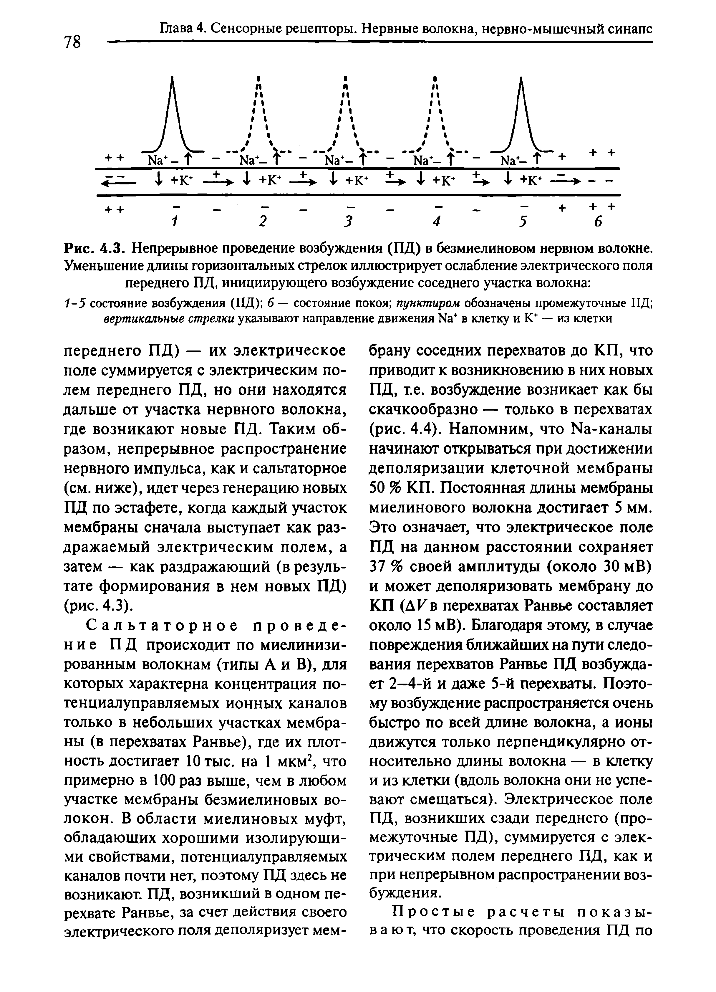 Рис. 4.3. Непрерывное проведение возбуждения (ПД) в безмиелиновом нервном волокне. Уменьшение длины горизонтальных стрелок иллюстрирует ослабление электрического поля переднего ПД, инициирующего возбуждение соседнего участка волокна ...