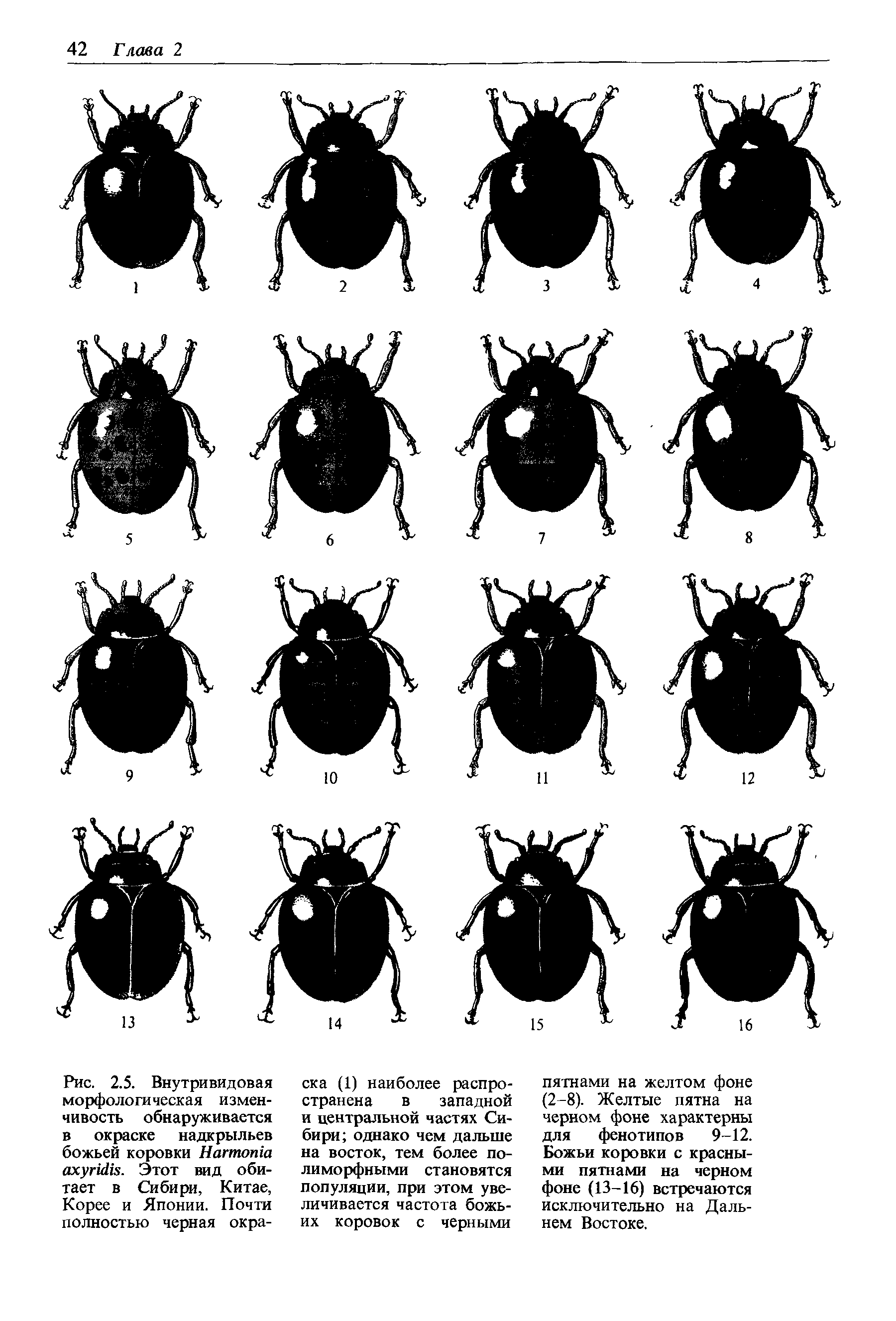 Рис. 2.5. Внутривидовая морфологическая изменчивость обнаруживается в окраске надкрыльев божьей коровки H . Этот вид обитает в Сибири, Китае, Корее и Японии. Почти полностью черная окра...