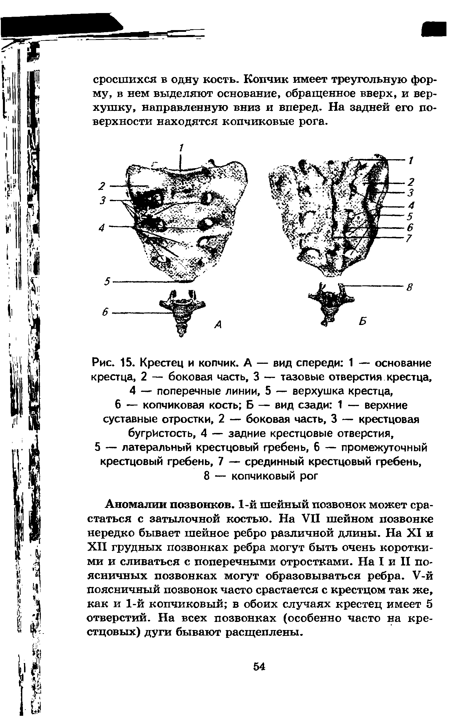 Рис. 15. Крестец и копчик. А — вид спереди 1 — основание крестца, 2 — боковая часть, 3 — тазовые отверстия крестца, 4 — поперечные линии, 5 — верхушка крестца,...