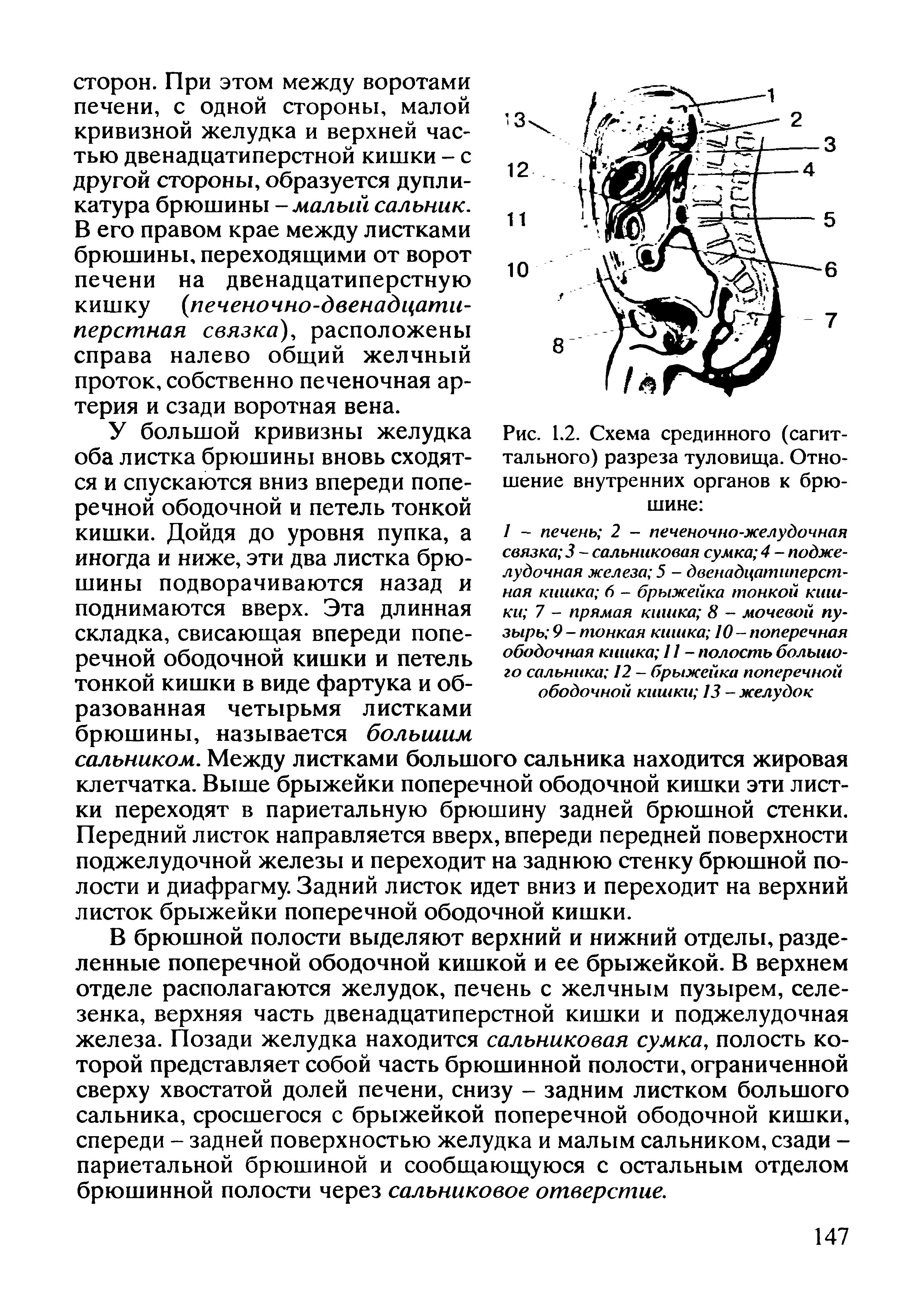 Рис. 1.2. Схема срединного (сагиттального) разреза туловища. Отношение внутренних органов к брюшине ...