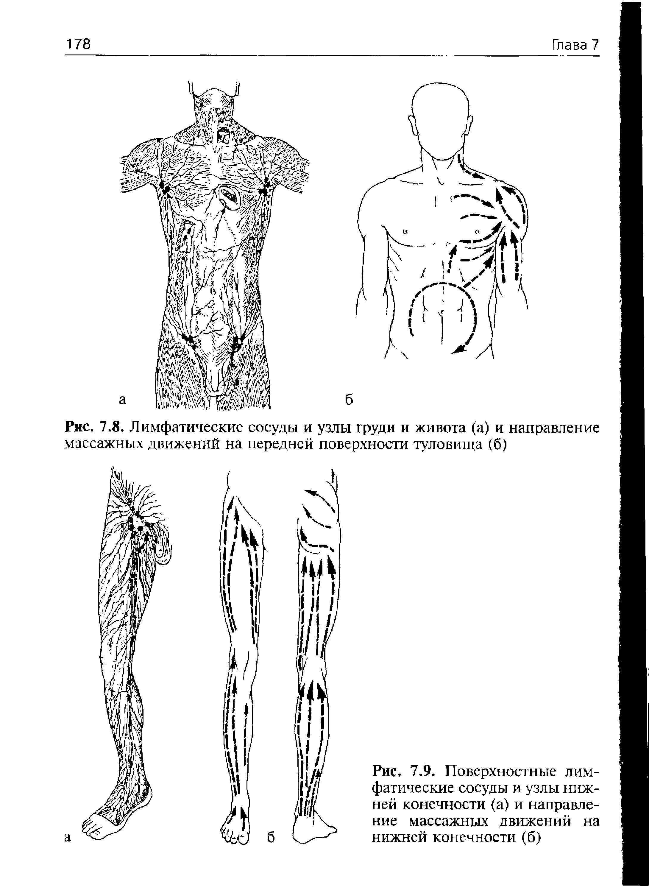 Рис. 7.9. Поверхностные лимфатические сосуды и узлы нижней конечности (а) и направление массажных движений на нижней конечности (б)...
