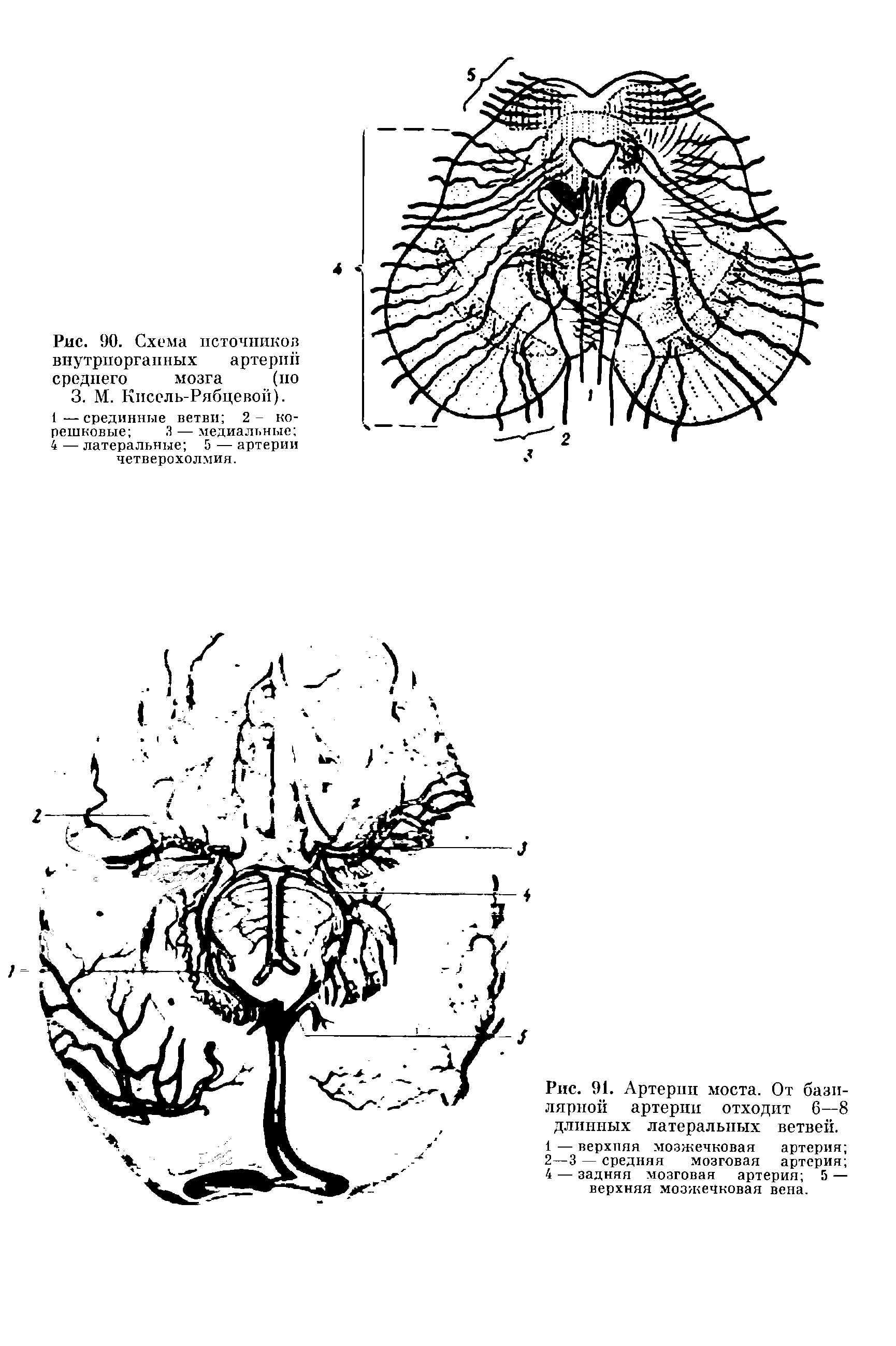 Рис. 90. Схема источников внутрпоргапных артерий среднего мозга (по 3. М. Кпсель-Рябцевоп).