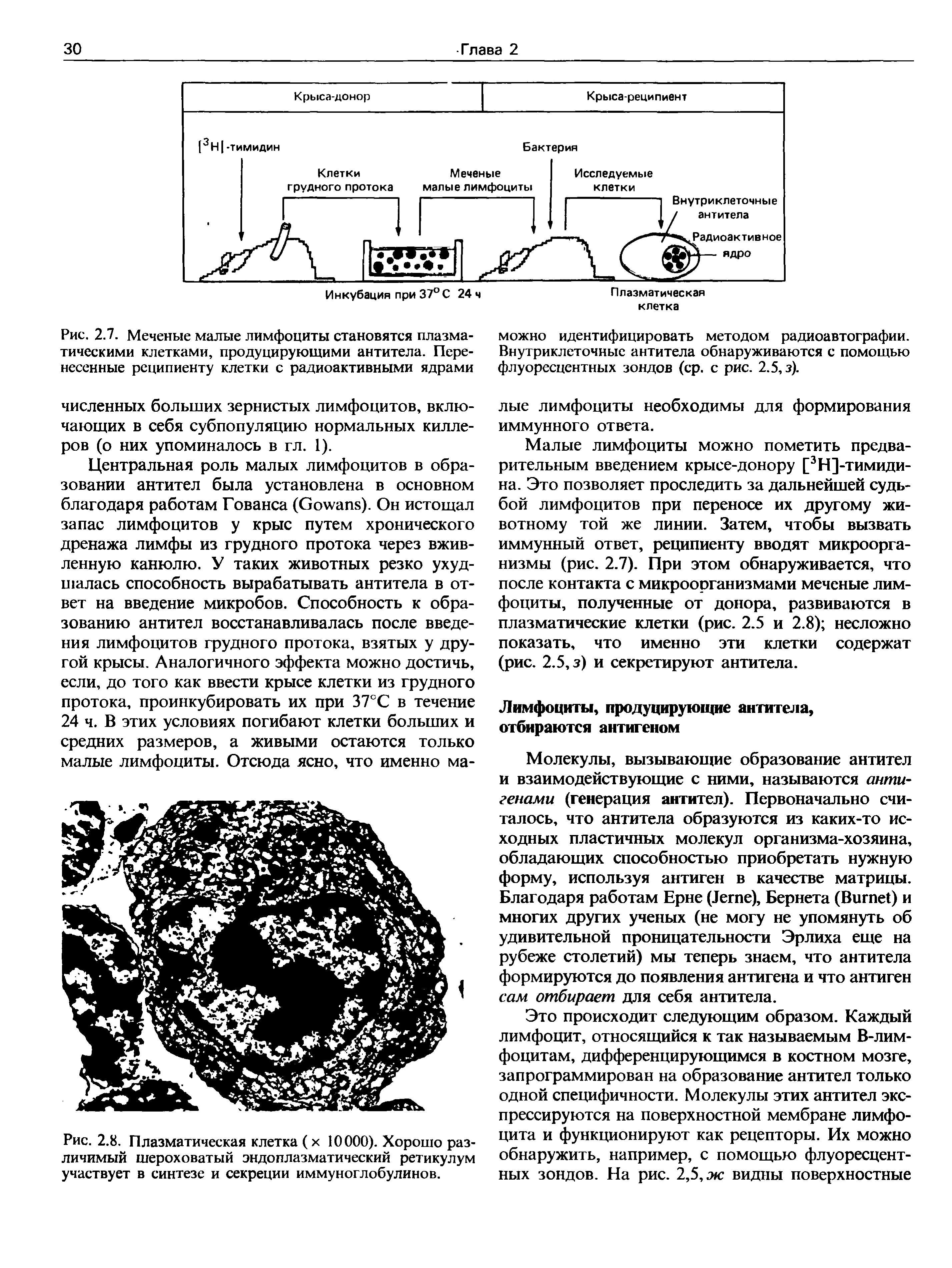 Рис. 2.8. Плазматическая клетка (х 10000). Хорошо различимый шероховатый эндоплазматический ретикулум участвует в синтезе и секреции иммуноглобулинов.