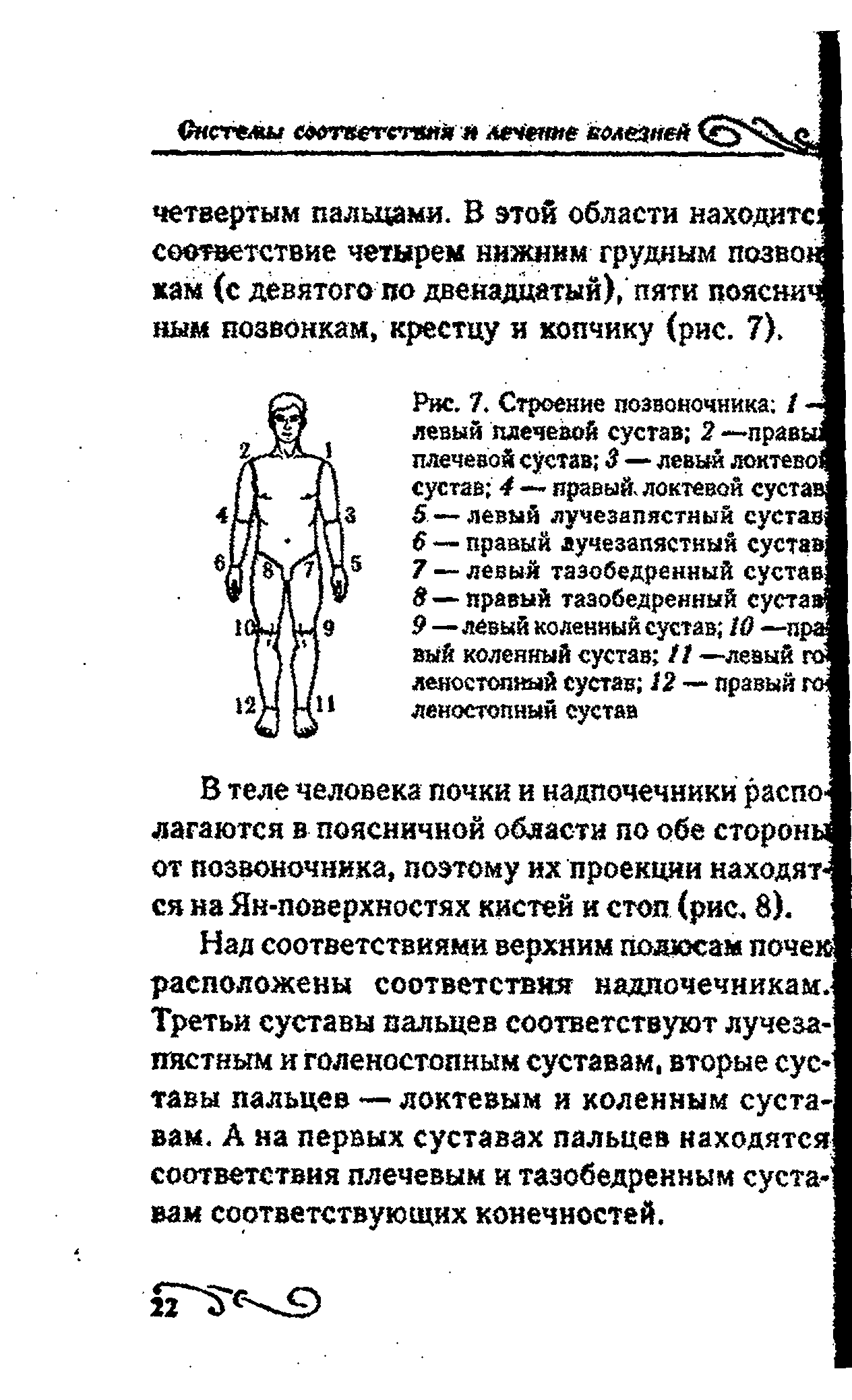 Рис. 7. Строение позвоночника / Н левый плечевой сустав 2 —правы плечевой сустав 5 — левый локтево сустав 4 — правый, локтевой сустав 5 — левый лучезапястный сустав — правый лучезапястный сустав 7 — левый тазобедренный сустав 8—правый тазобедренный сустав 9 —левый коленный сустав 10 —пра вый коленный сустав // —левый го леностопный сустав 12 — правый го леностопнын сустав...