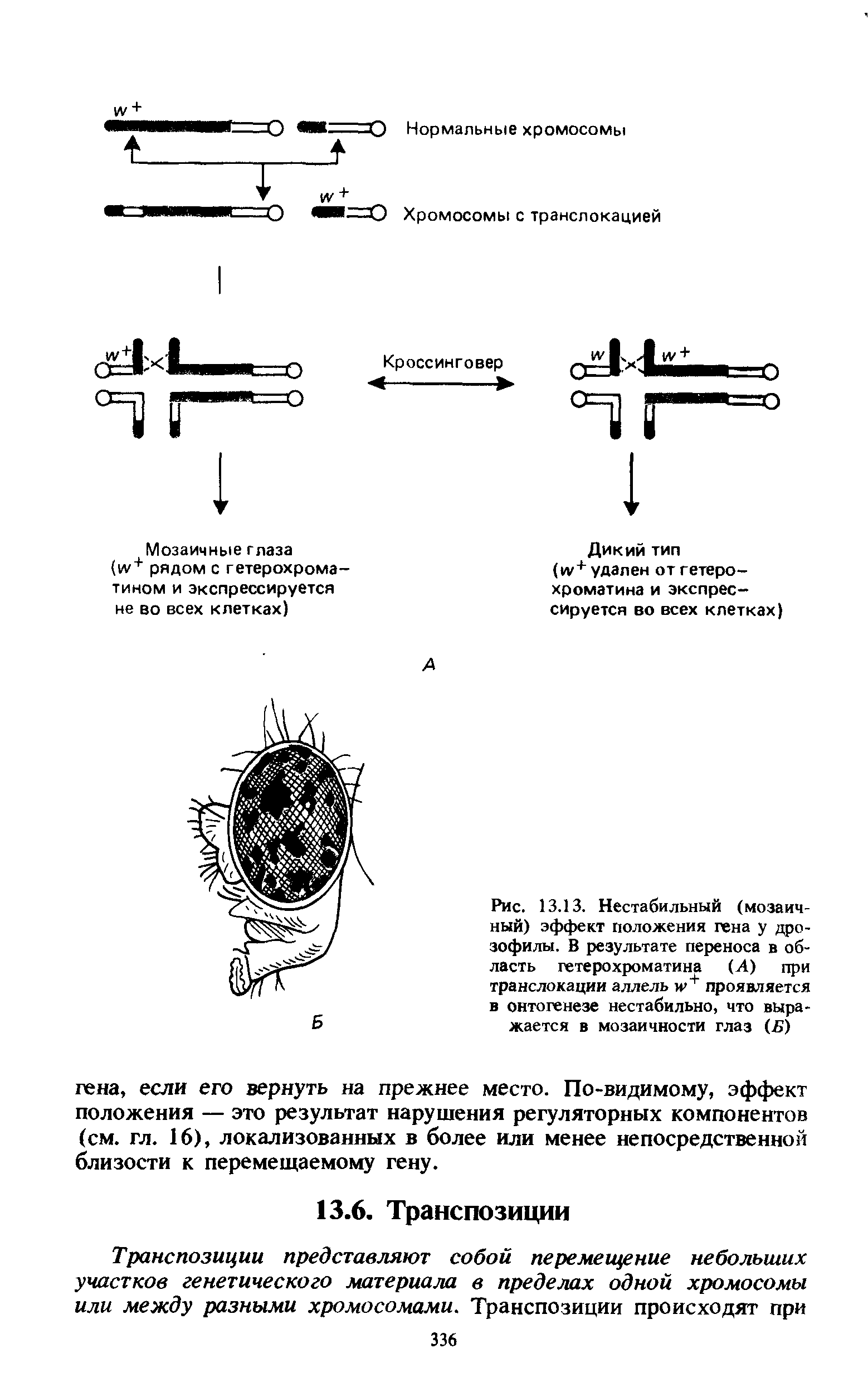 Рис. 13.13. Нестабильный (мозаичный) эффект положения гена у дрозофилы. В результате переноса в область гетерохроматина (Л) при транслокации аллель и>+ проявляется в онтогенезе нестабильно, что выражается в мозаичности глаз (Б)...