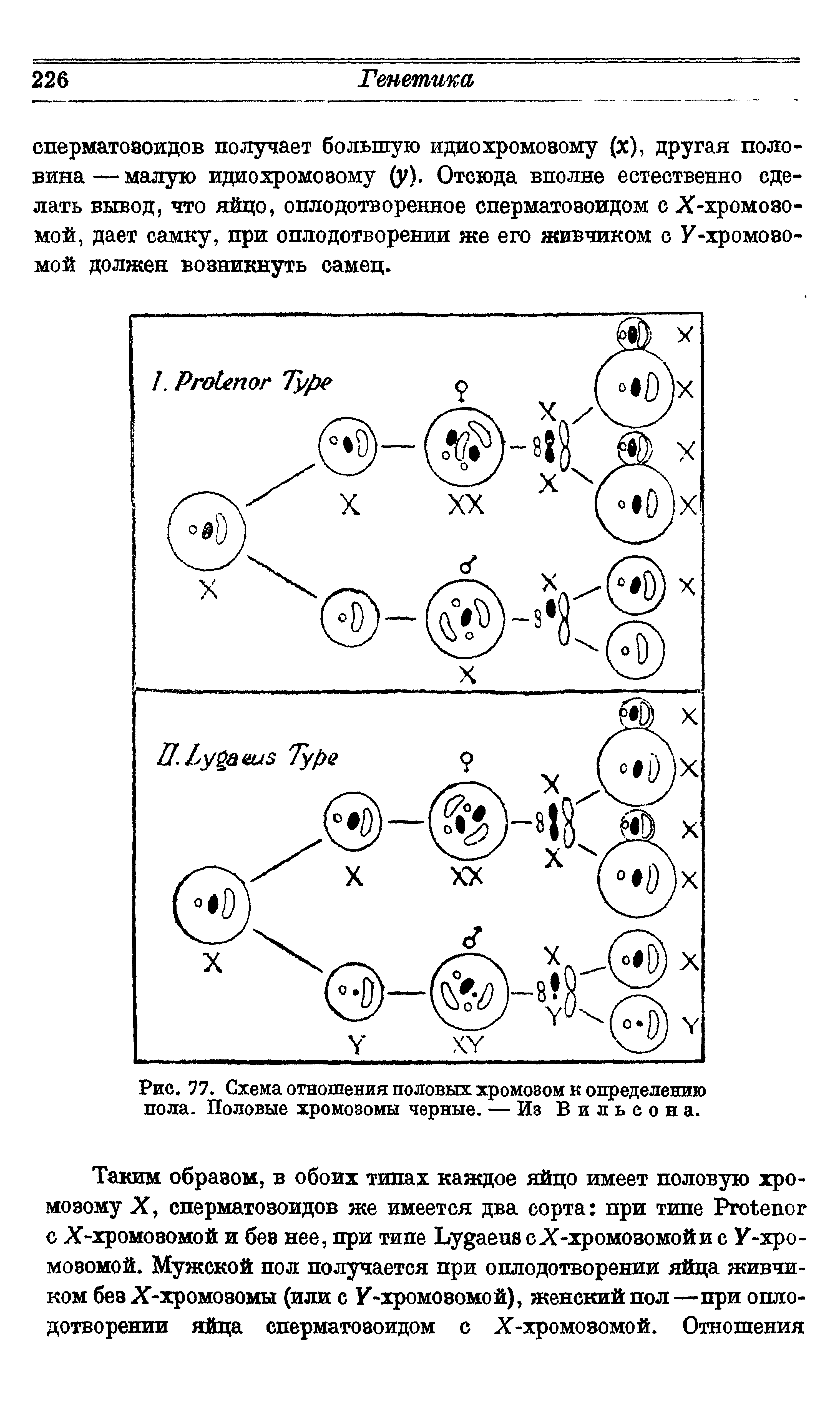 Рис. 77. Схема отношения половых хромовом к определению пола. Половые хромозомы черные. — Из Вильсона.