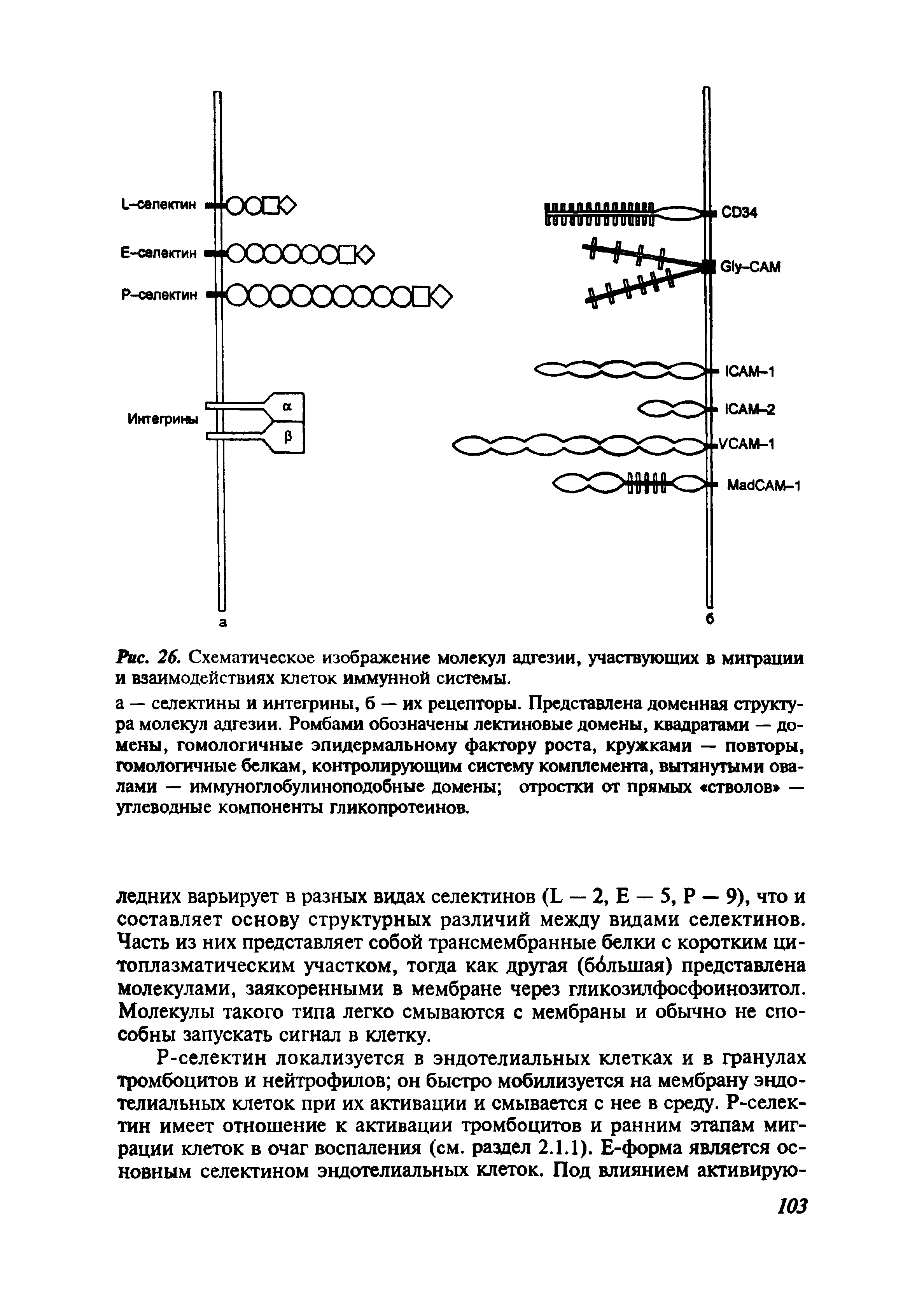 Рис. 26. Схематическое изображение молекул адгезии, участвующих в миграции и взаимодействиях клеток иммунной системы.