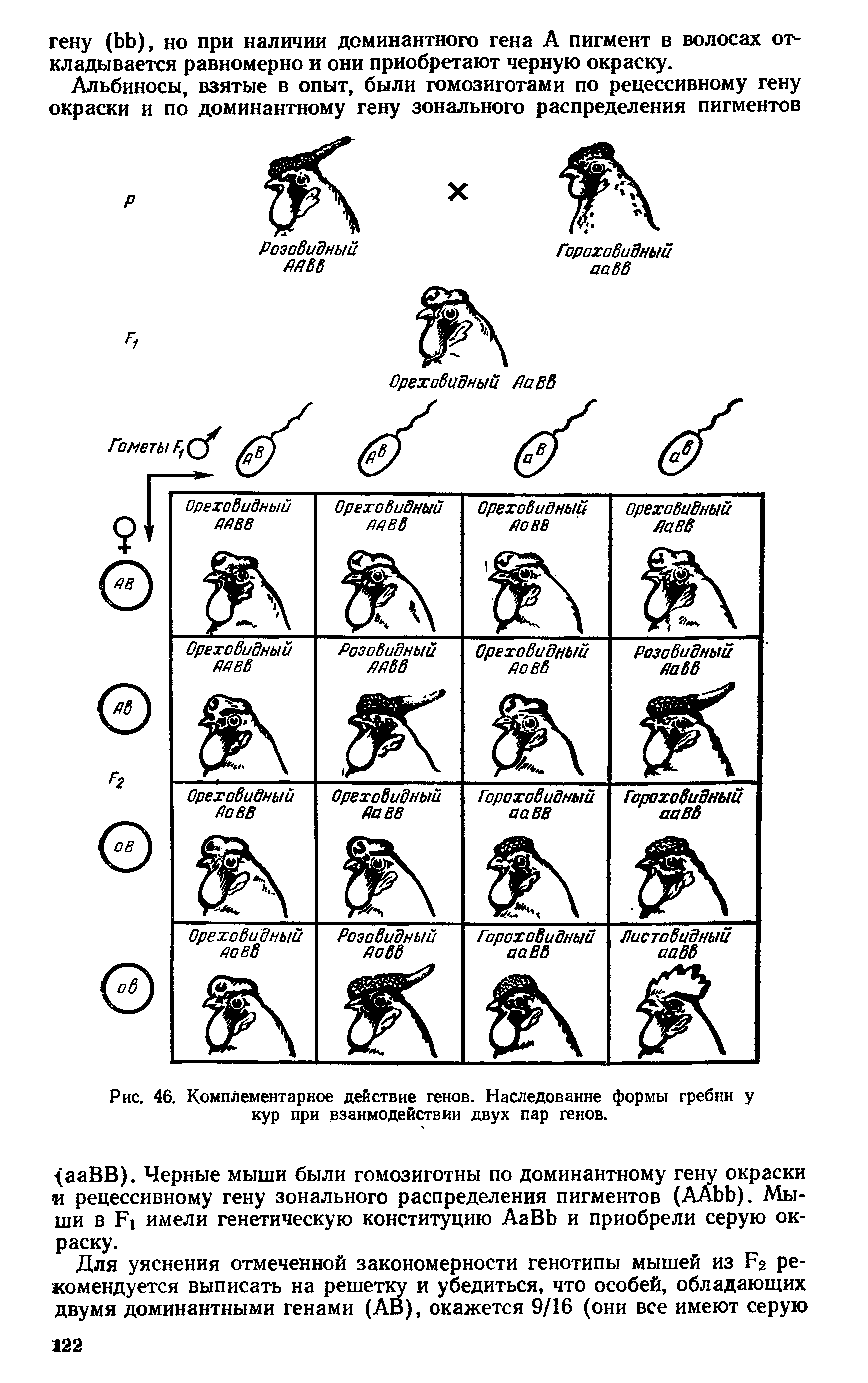 Рис. 46. Комплементарное действие генов. Наследование формы гребни у кур при взаимодействии двух пар генов.