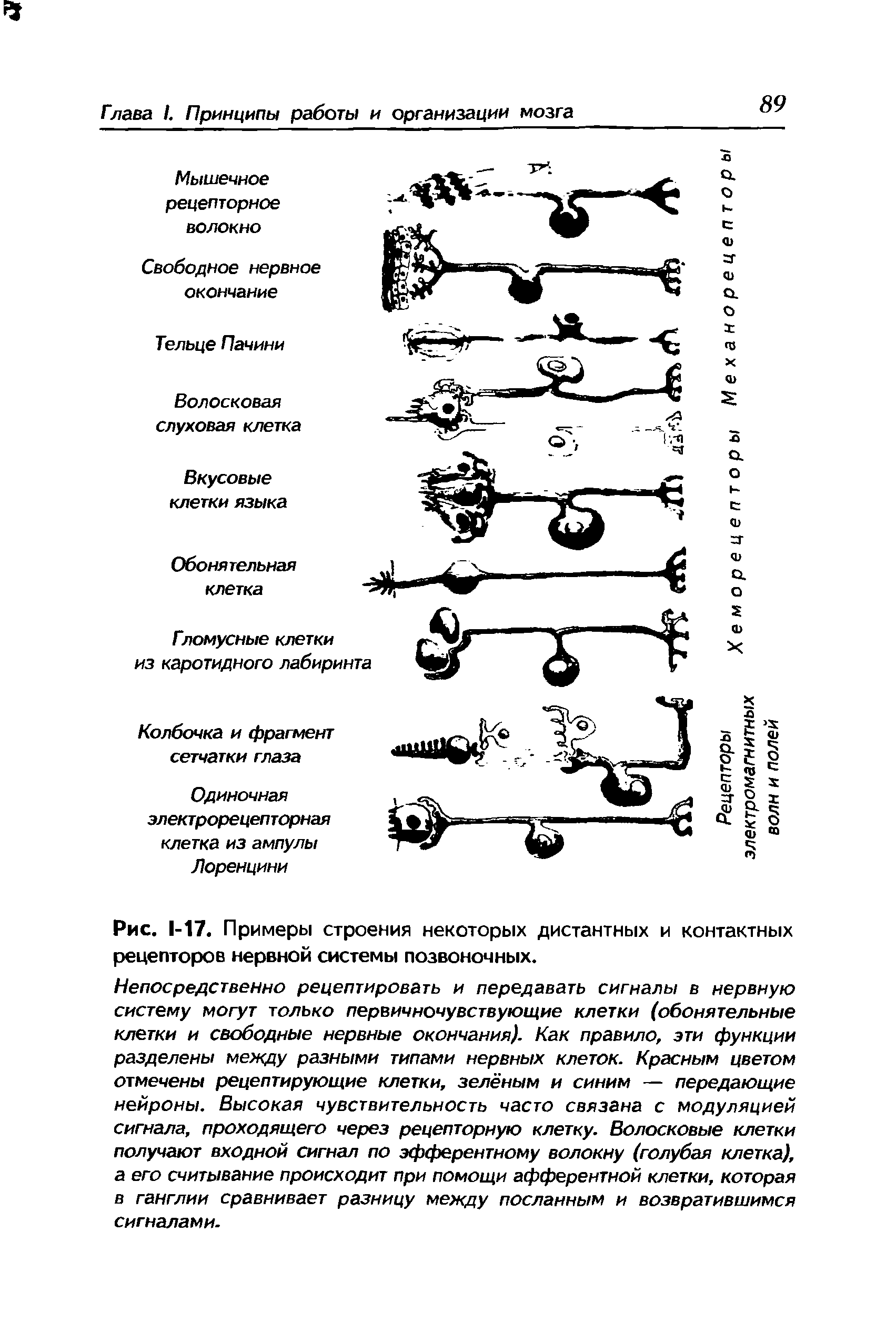 Рис. 1-17. Примеры строения некоторых дистантных и контактных рецепторов нервной системы позвоночных.