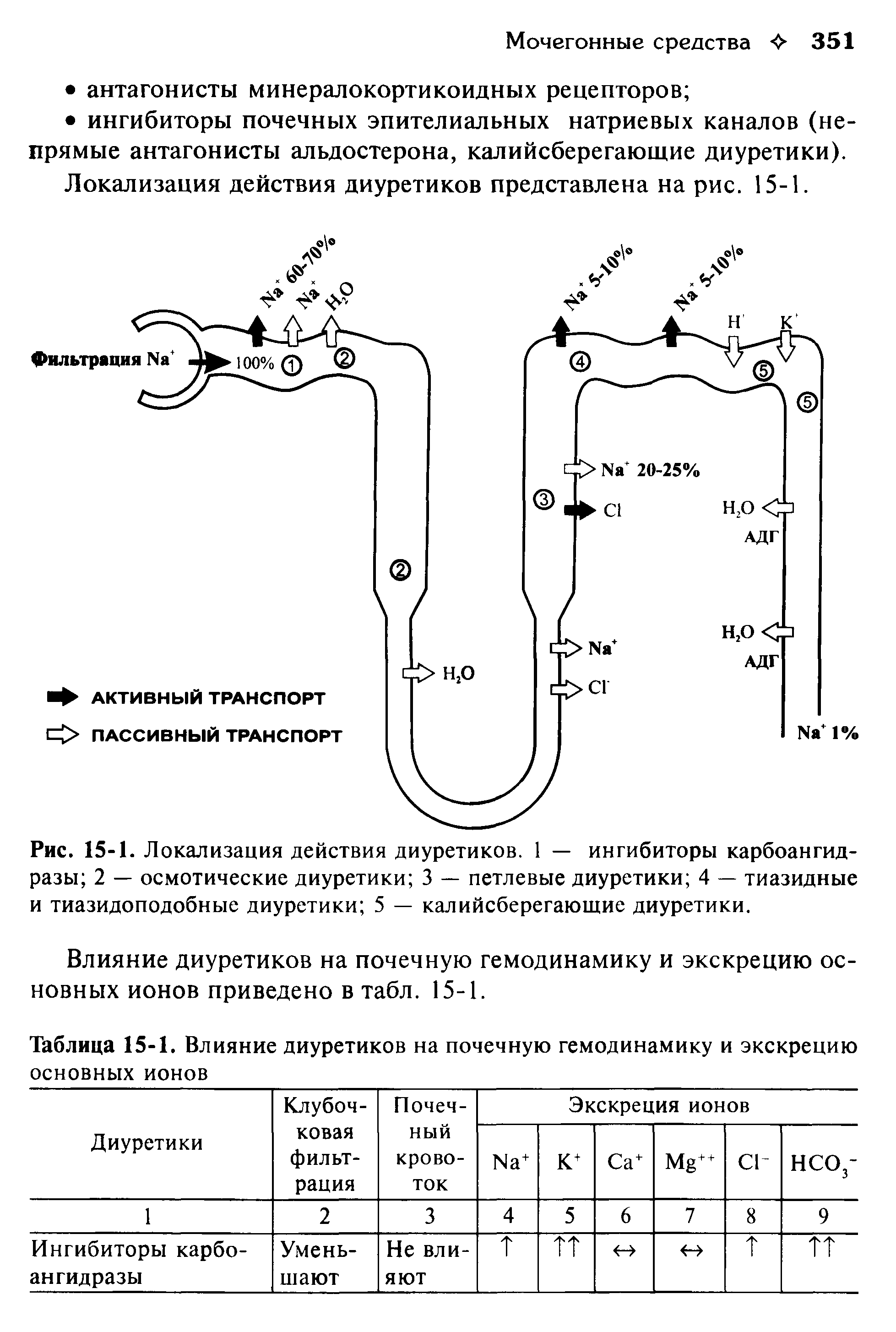 Рис. 15-1. Локализация действия диуретиков. 1 — ингибиторы карбоангидразы 2 — осмотические диуретики 3 — петлевые диуретики 4 — тиазидные и тиазидоподобные диуретики 5 — калийсберегающие диуретики.