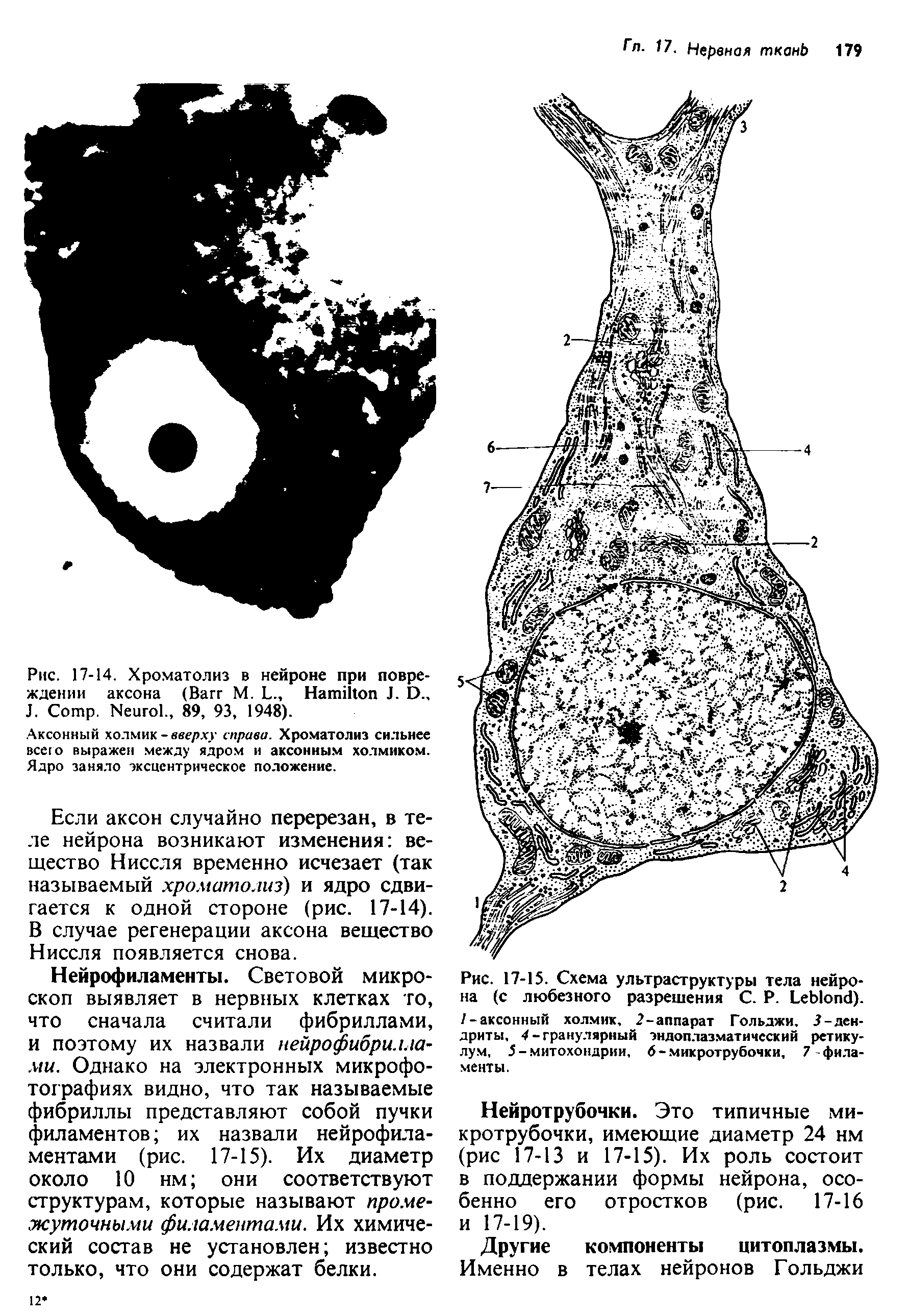 Рис. 17-15. Схема ультраструктуры тела нейрона (с любезного разрешения С. P. L ), /-аксонный холмик, 2-аппарат Гольджи, 3-дендриты, 4-гранулярный эндоплазматический ретикулум, 5-митохондрии, 6-микротрубочки, 7 филаменты.