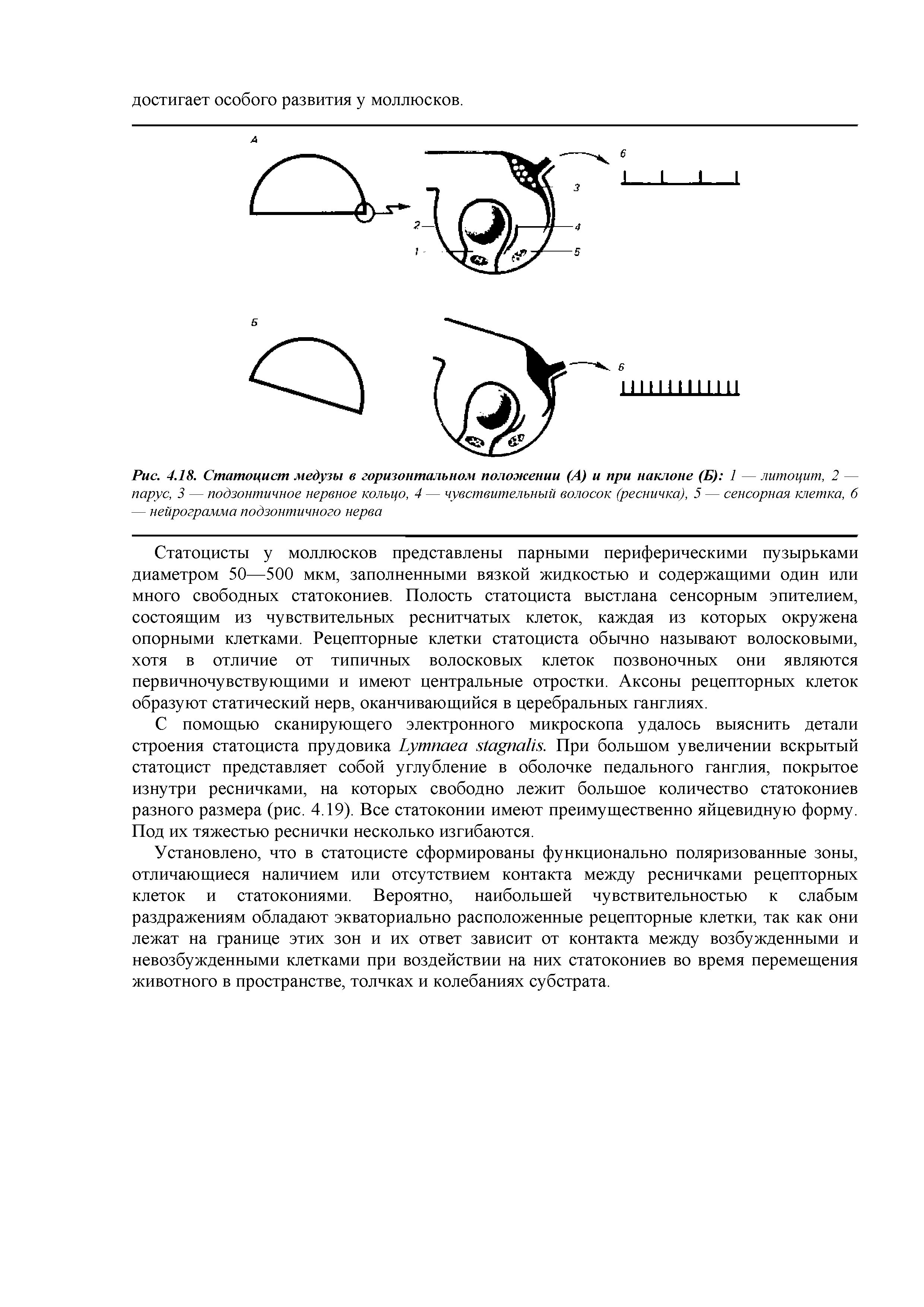 Рис. 4.18. Статоцист медузы в горизонтальном положении (А) и при наклоне (Б) 1 — литоцит, 2 — парус, 3 — подзонтичное нервное кольцо, 4 — чувствительный волосок (ресничка), 5 — сенсорная клетка, б — нейрограмма подзонтичного нерва...