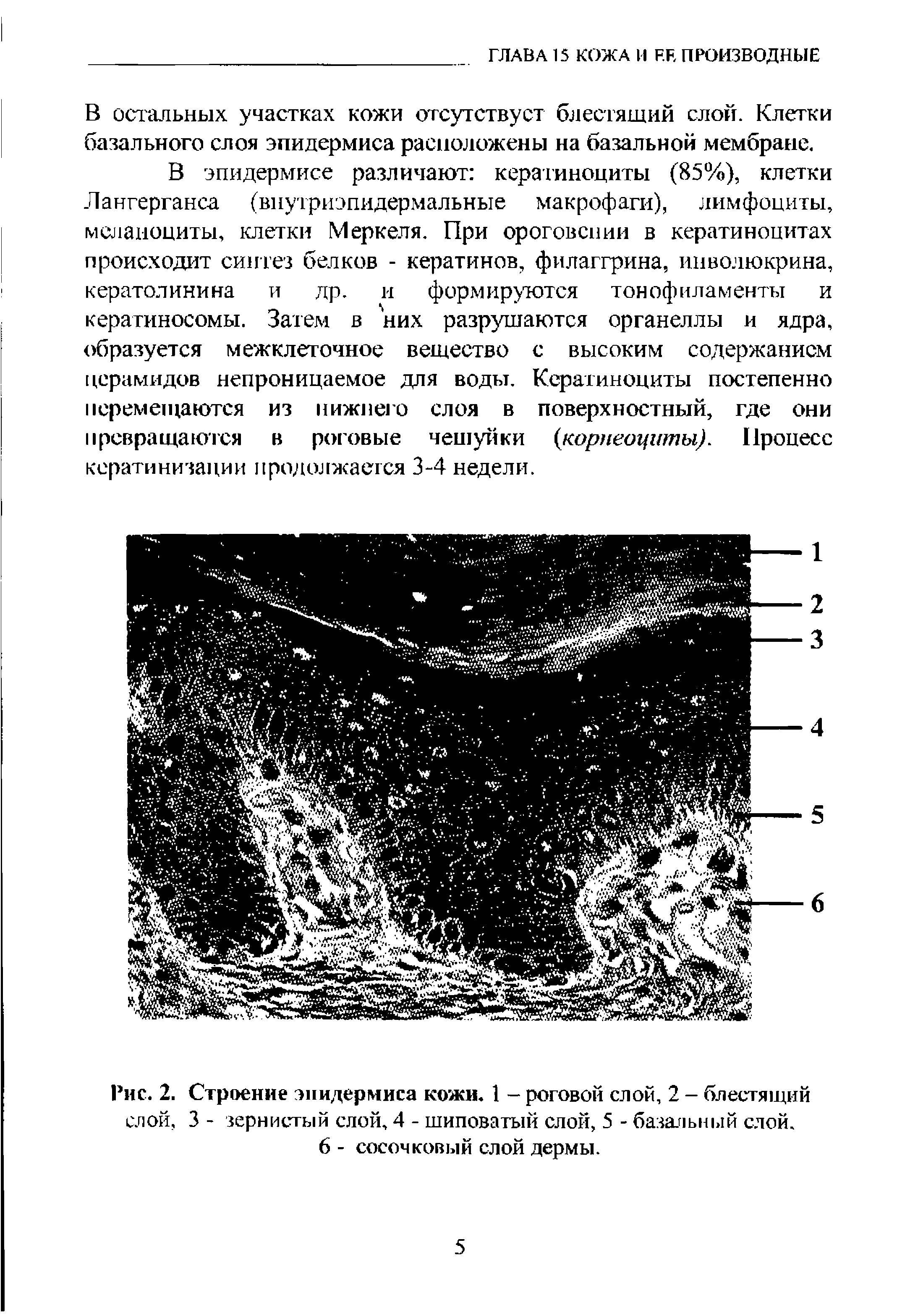 Рис. 2. Строение эпидермиса кожи. 1 - роговой слой, 2 - блестящий слой, 3 - зернистый слой, 4 - шиповатый слой, 5 - базальный слой.