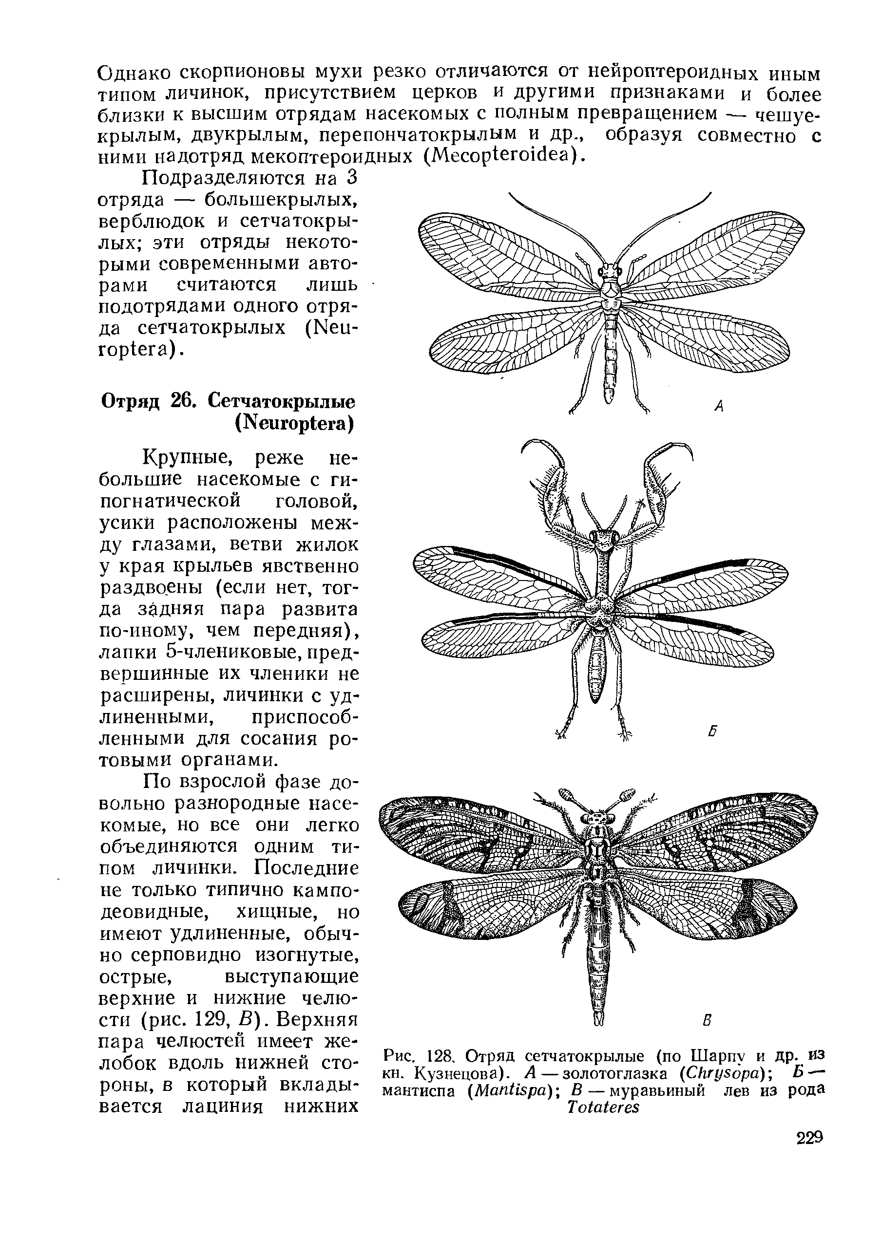 Рис. 128. Отряд сетчатокрылые (по Шарпу и др. из кн. Кузнецова). А—золотоглазка (C )-, Б — мантиспа (M ) В — муравьиный лев из рода T ...