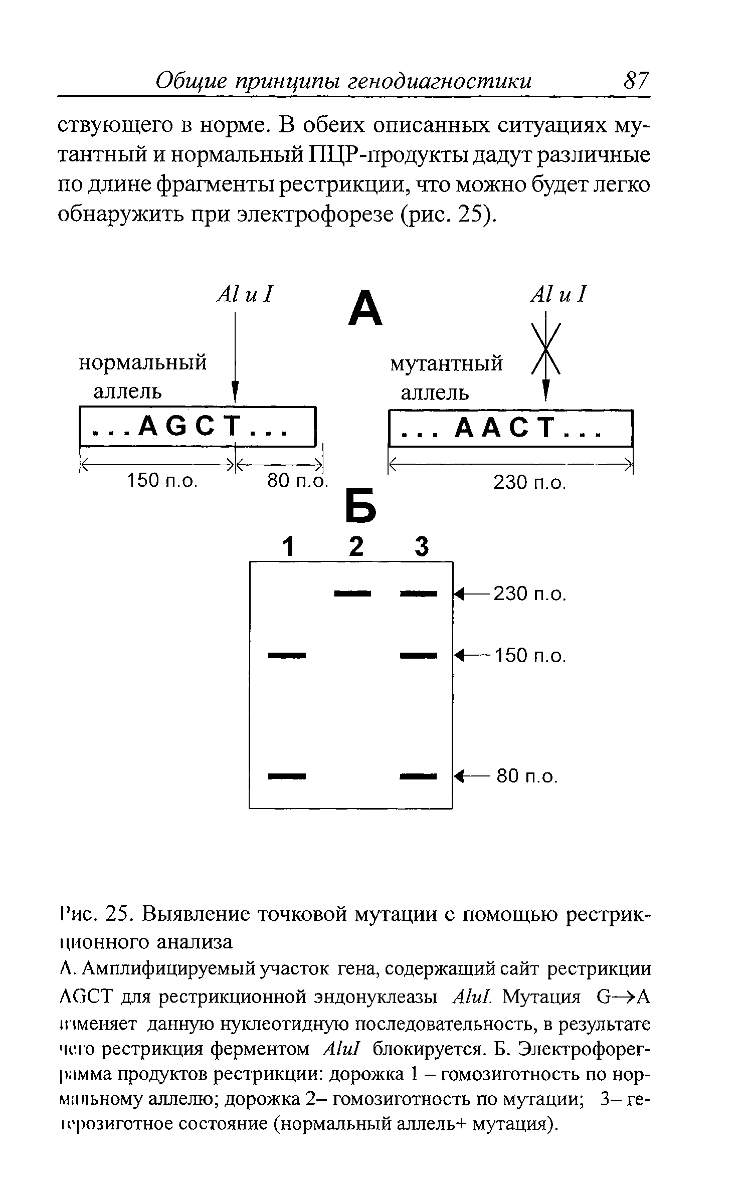 Рис. 25. Выявление точковой мутации с помощью рестрикционного анализа...
