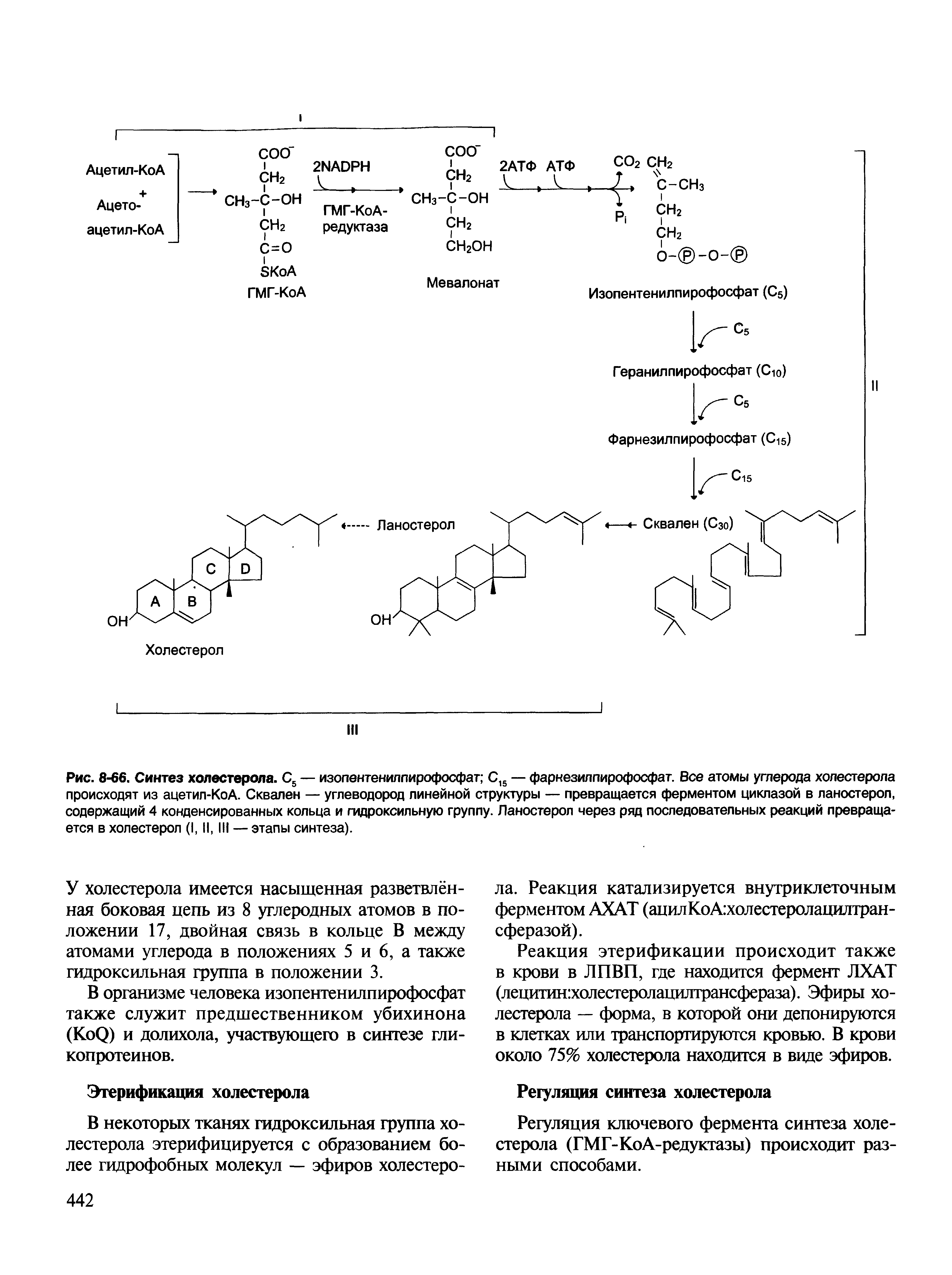 Рис. 8-66. Синтез холестерола. С5 — изопентенилпирофосфат С15 — фарнезилпирофосфат. Все атомы углерода холестерола происходят из ацетил-КоА. Сквален — углеводород линейной структуры — превращается ферментом циклазой в ланостерол, содержащий 4 конденсированных кольца и гидроксильную группу. Ланостерол через ряд последовательных реакций превращается в холестерол (I, II, III — этапы синтеза).