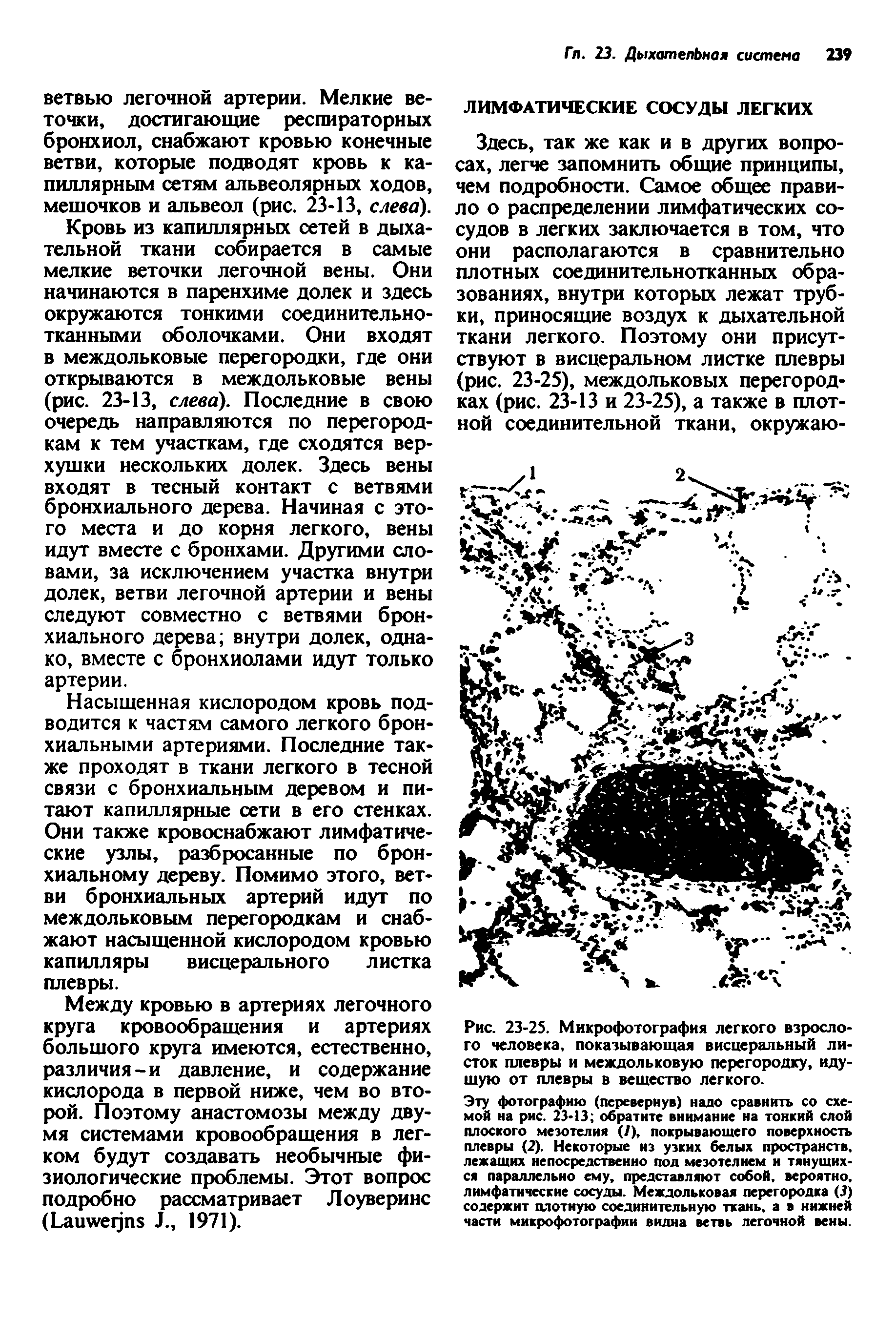 Рис. 23-25. Микрофотография легкого взрослого человека, показывающая висцеральный листок плевры и междольковую перегородку, идущую от плевры в вещество легкого.