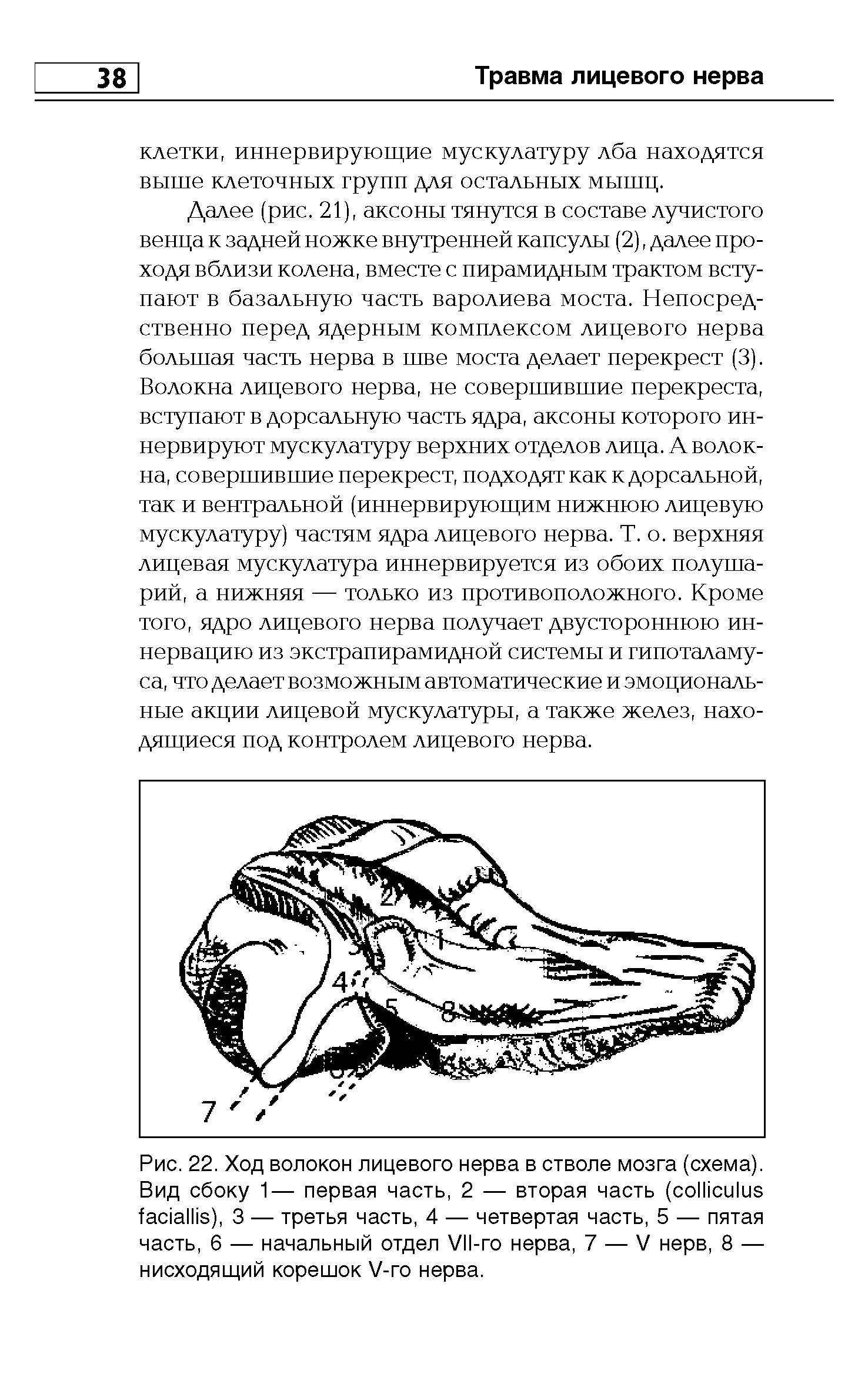 Рис. 22. Ход волокон лицевого нерва в стволе мозга (схема). Вид сбоку 1— первая часть, 2 — вторая часть ( ), 3 — третья часть, 4 — четвертая часть, 5 — пятая часть, 6 — начальный отдел V - нерва, 7 — V нерв, 8 — нисходящий корешок V- нерва.