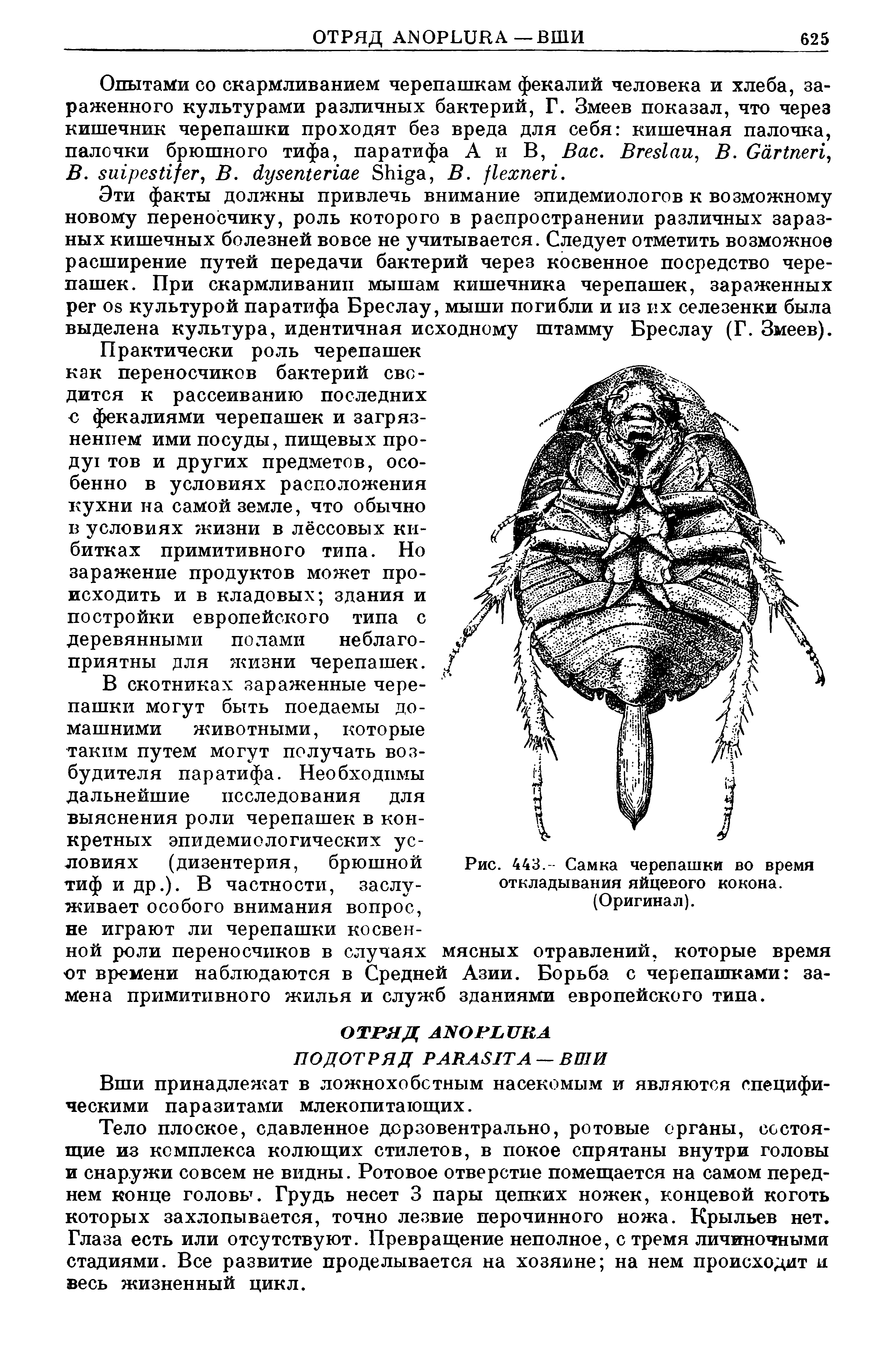 Рис. 443.- Самка черепашки во время откладывания яйцевого кокона. (Оригинал).