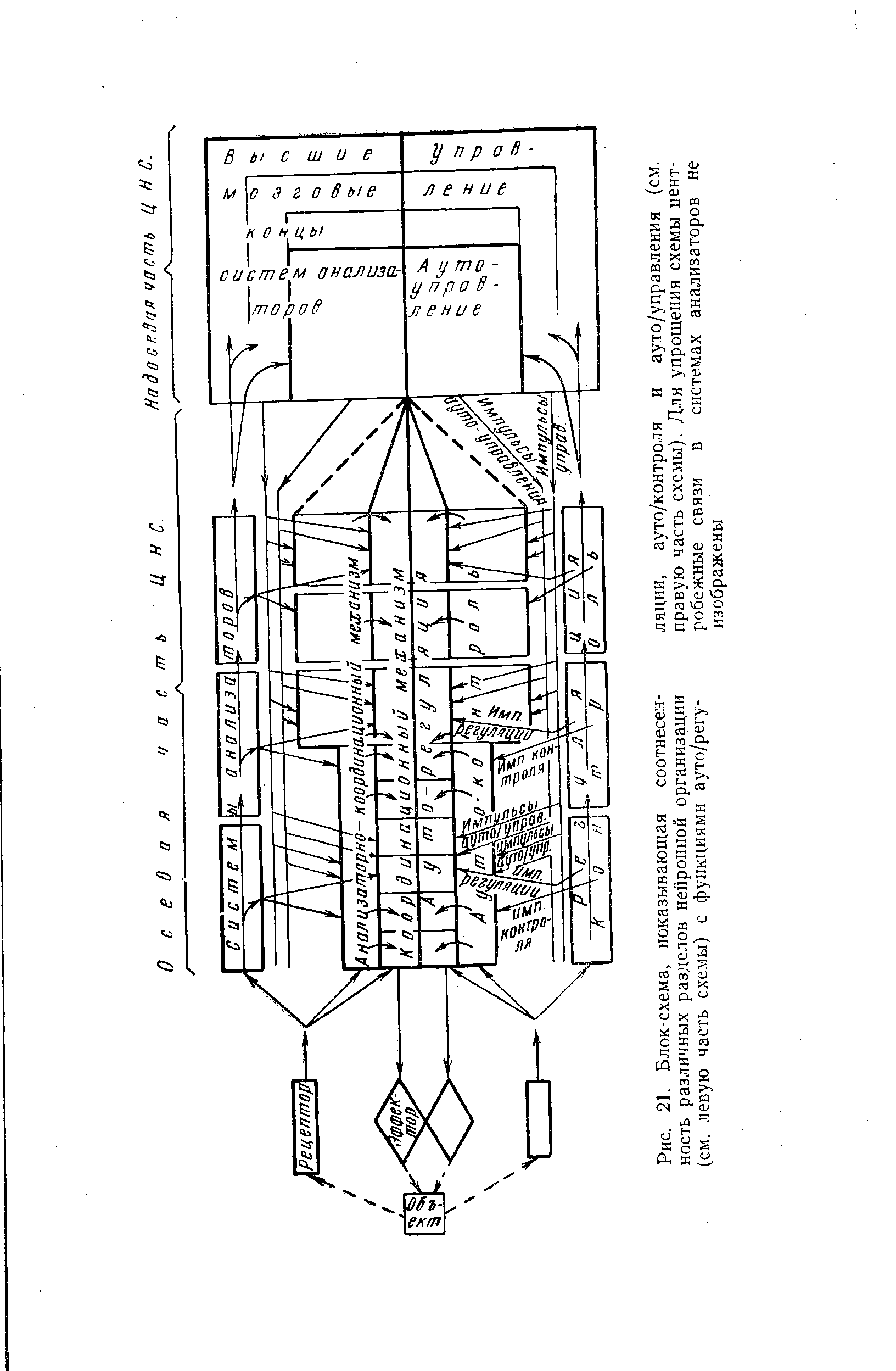 Рис. 21. Блок-схема, показывающая соотнесенность различных разделов нейронной организации (см. левую часть схемы) с функциями ауто/регу-...