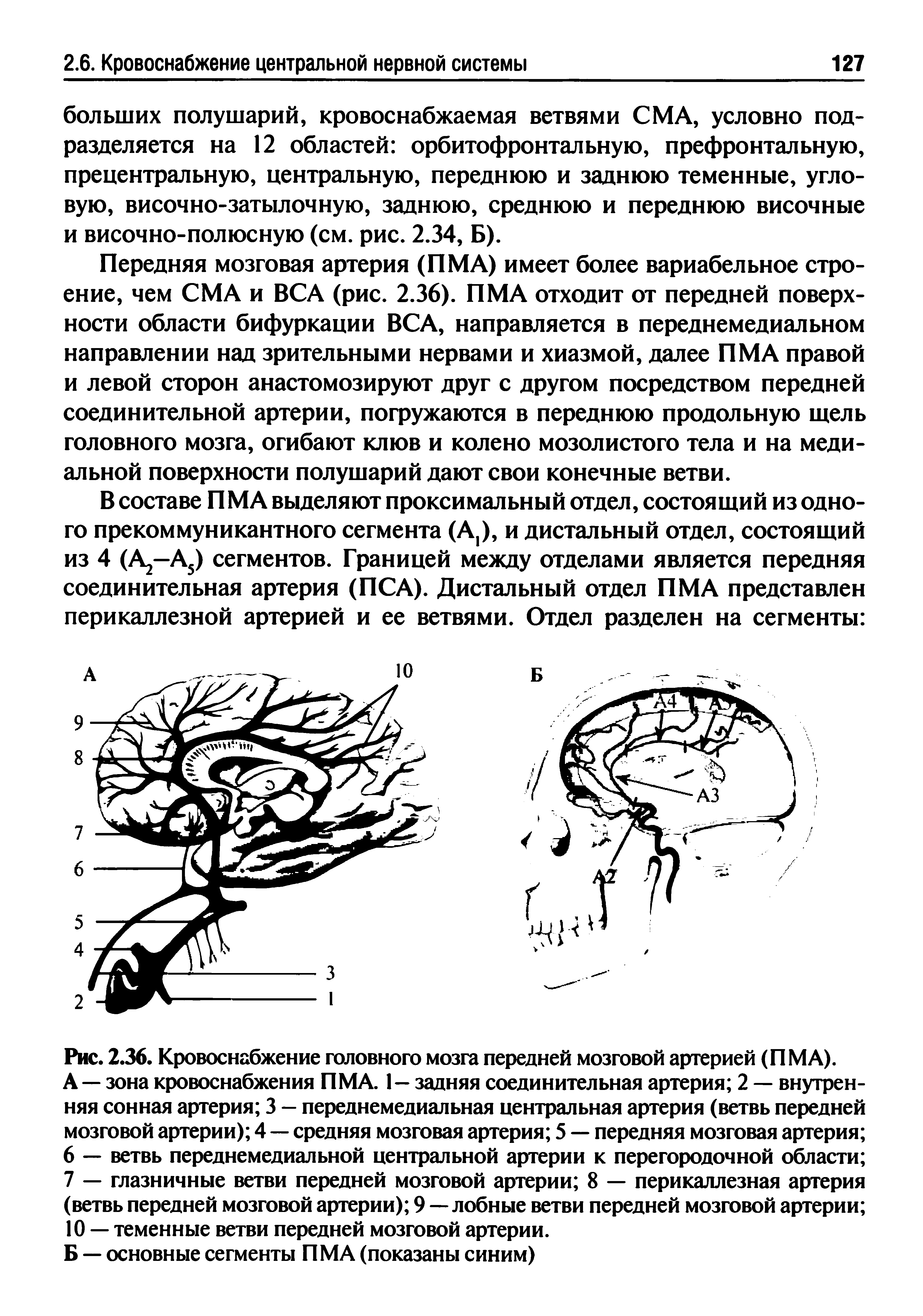 Рис. 2.36. Кровоснабжение головного мозга передней мозговой артерией (ПМА). А — зона кровоснабжения ПМА. I— задняя соединительная артерия 2 — внутренняя сонная артерия 3 — переднемедиальная центральная артерия (ветвь передней мозговой артерии) 4 — средняя мозговая артерия 5 — передняя мозговая артерия ...