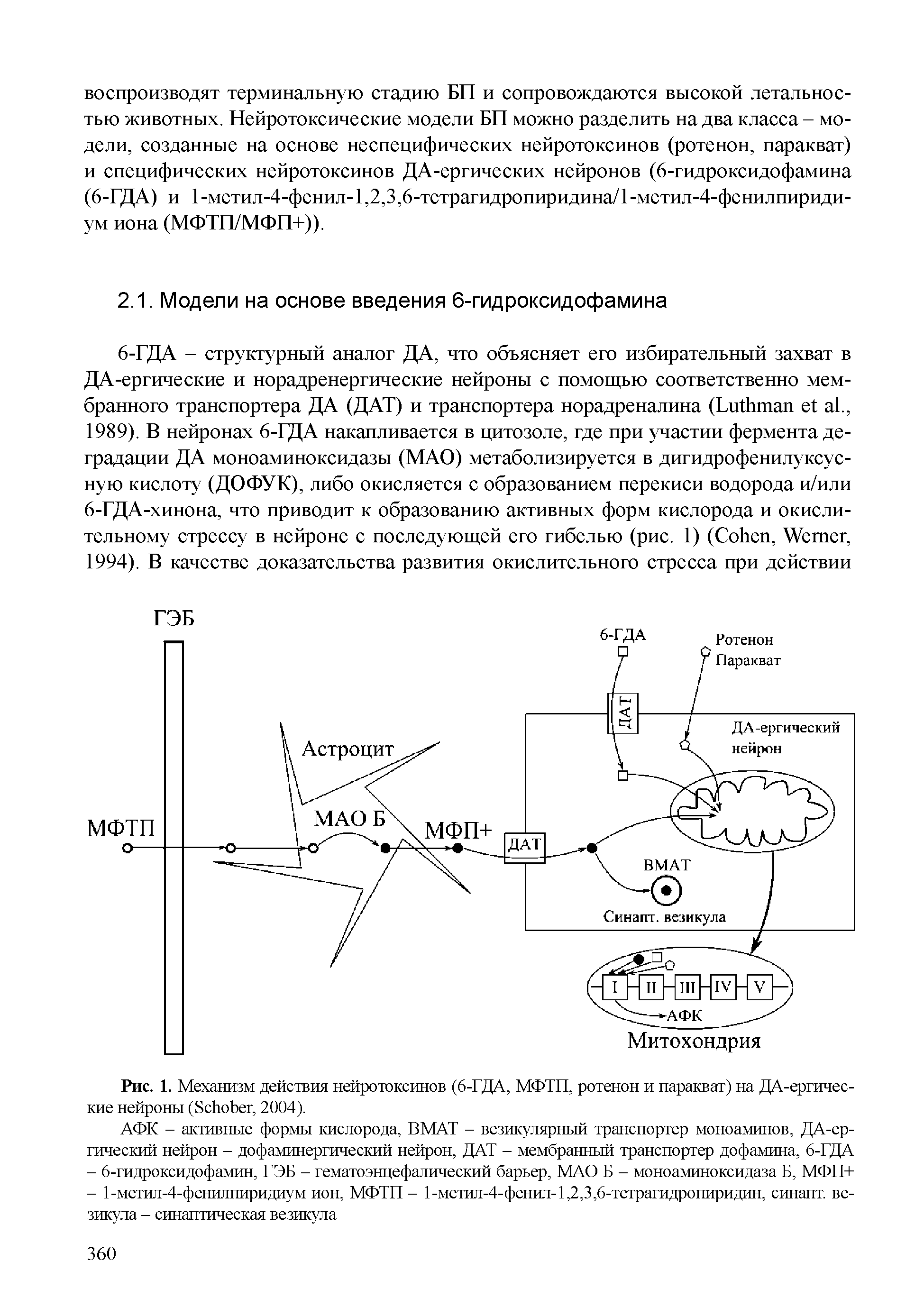 Рис. 1. Механизм действия нейротоксинов (6-ГДА, МФТП, ротенон и паракват) на ДА-ергичес-кие нейроны (S , 2004).