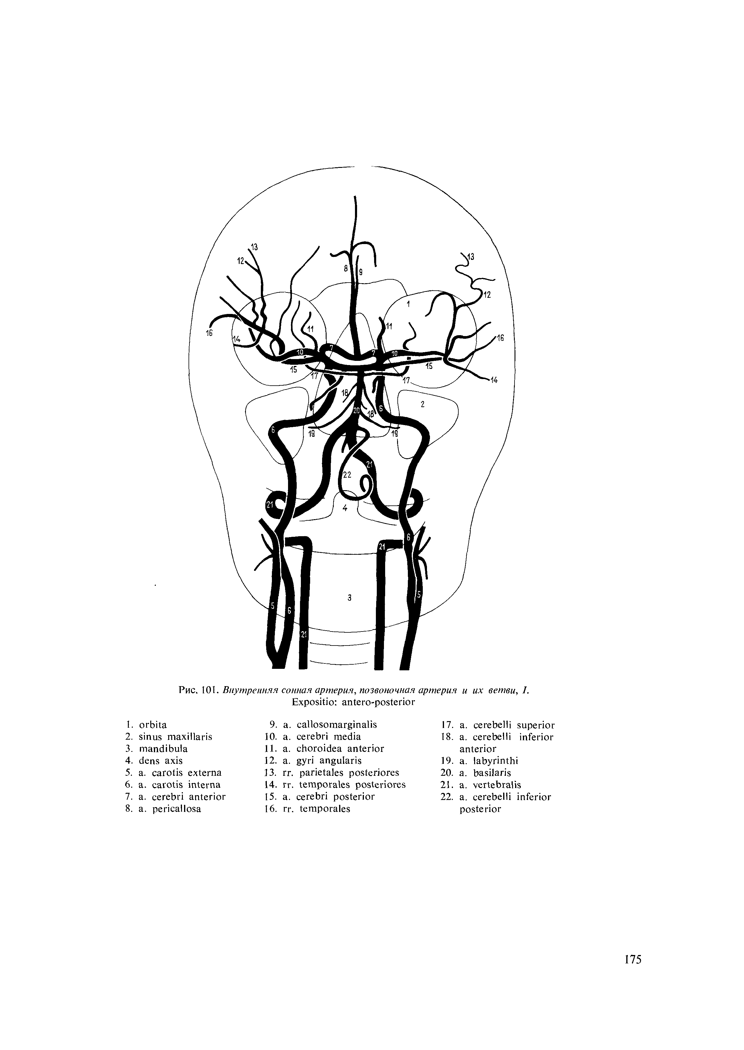 Рис. 101. Внутренняя сонная артерия, позвоночная артерия и их ветви, J.