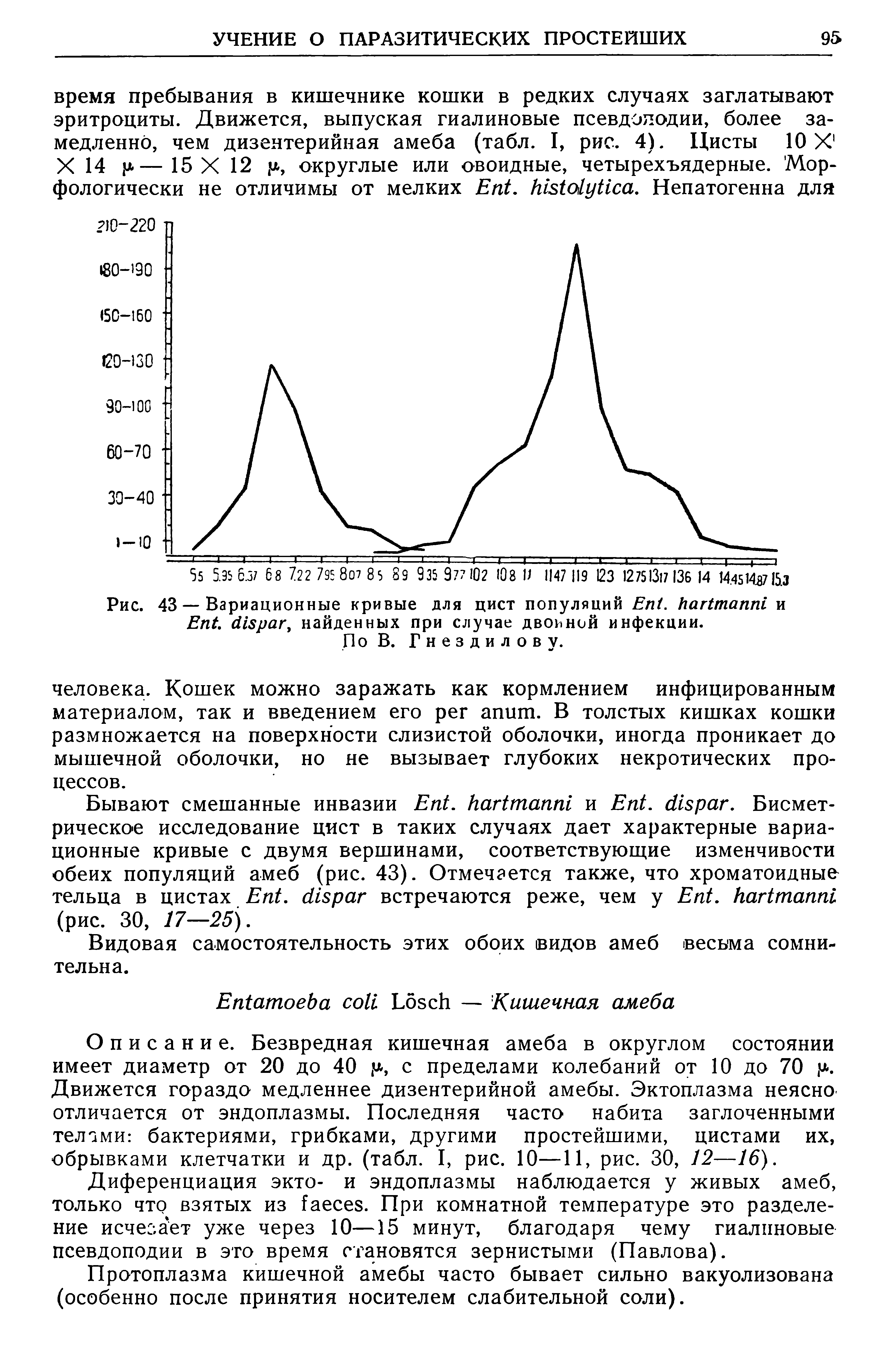 Рис. 43 — Вариационные кривые для цист популяций E . и E . , найденных при случае двойной инфекции. По В. Гнездилову.