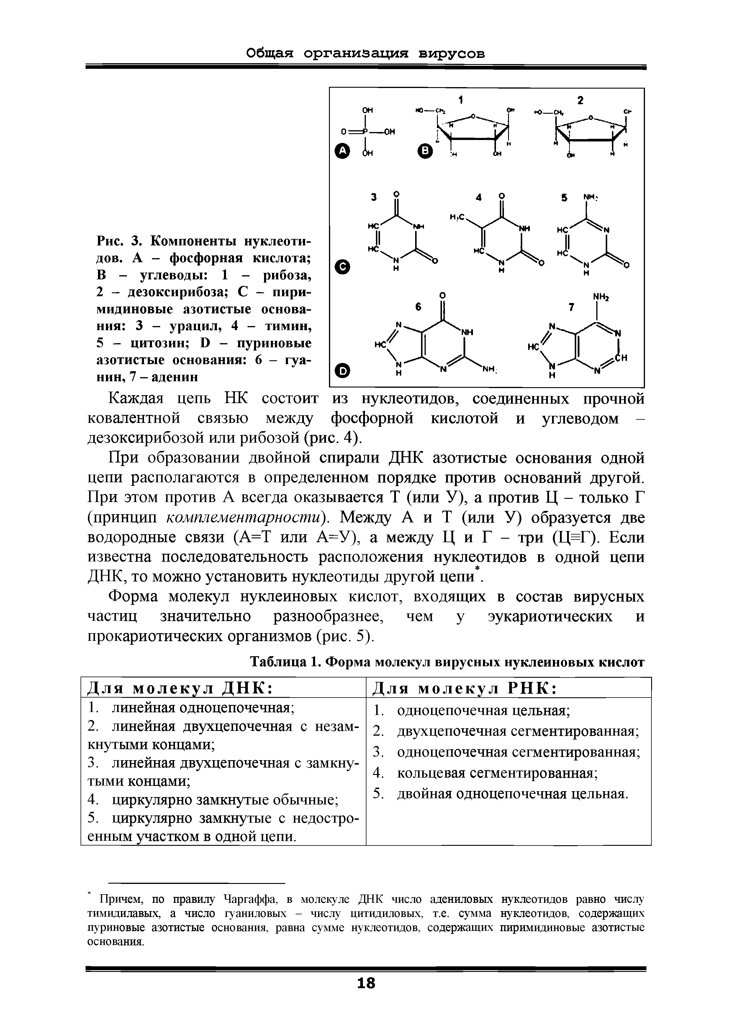Рис. 3. Компоненты нуклеотидов. А - фосфорная кислота В - углеводы 1 - рибоза, 2 - дезоксирибоза С - пиримидиновые азотистые основания 3 - урацил, 4 - тимин, 5 - цитозин Б - пуриновые азотистые основания 6 - гуанин, 7 - аденин...