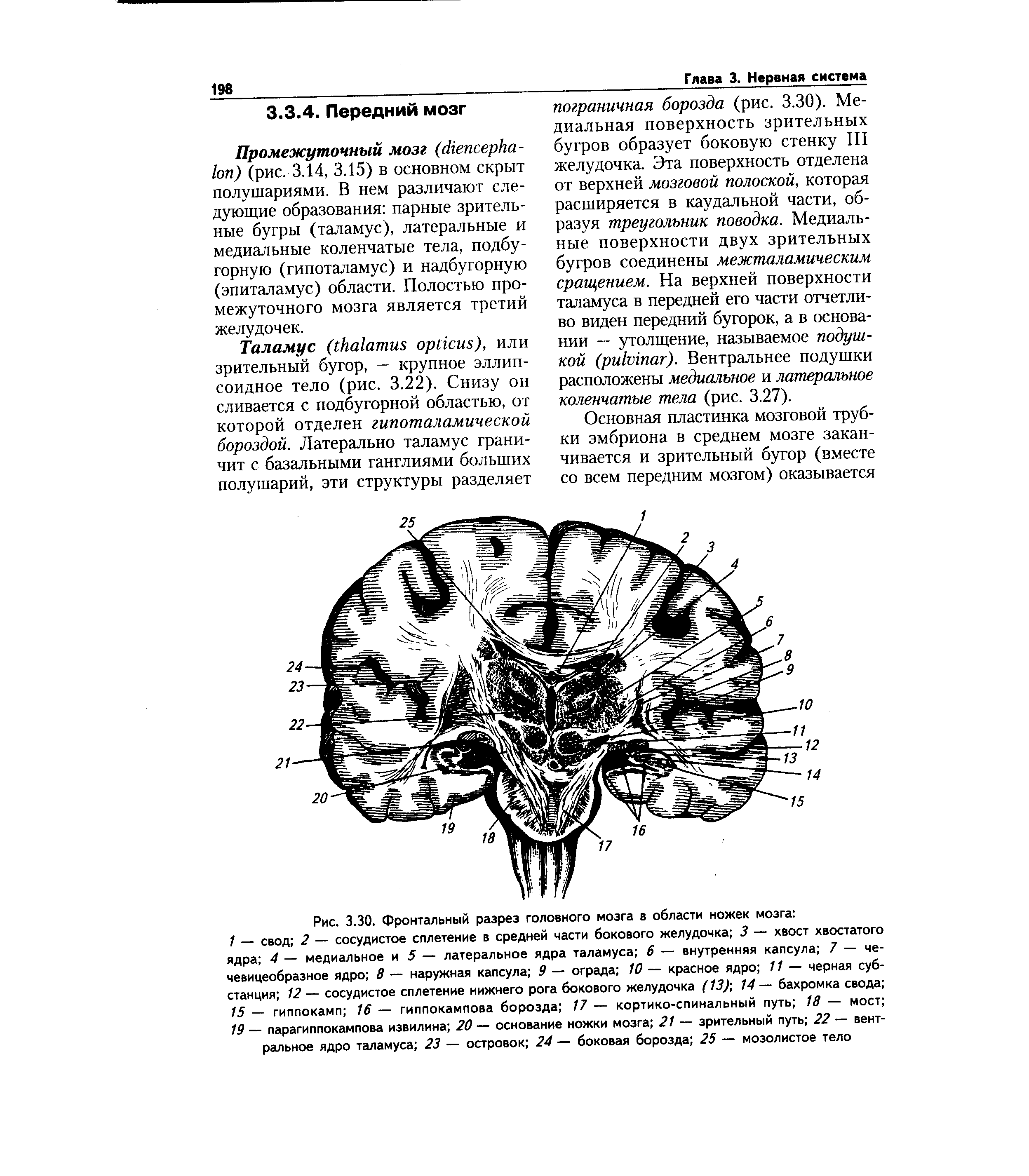 Рис. 3.30. Фронтальный разрез головного мозга в области ножек мозга ...