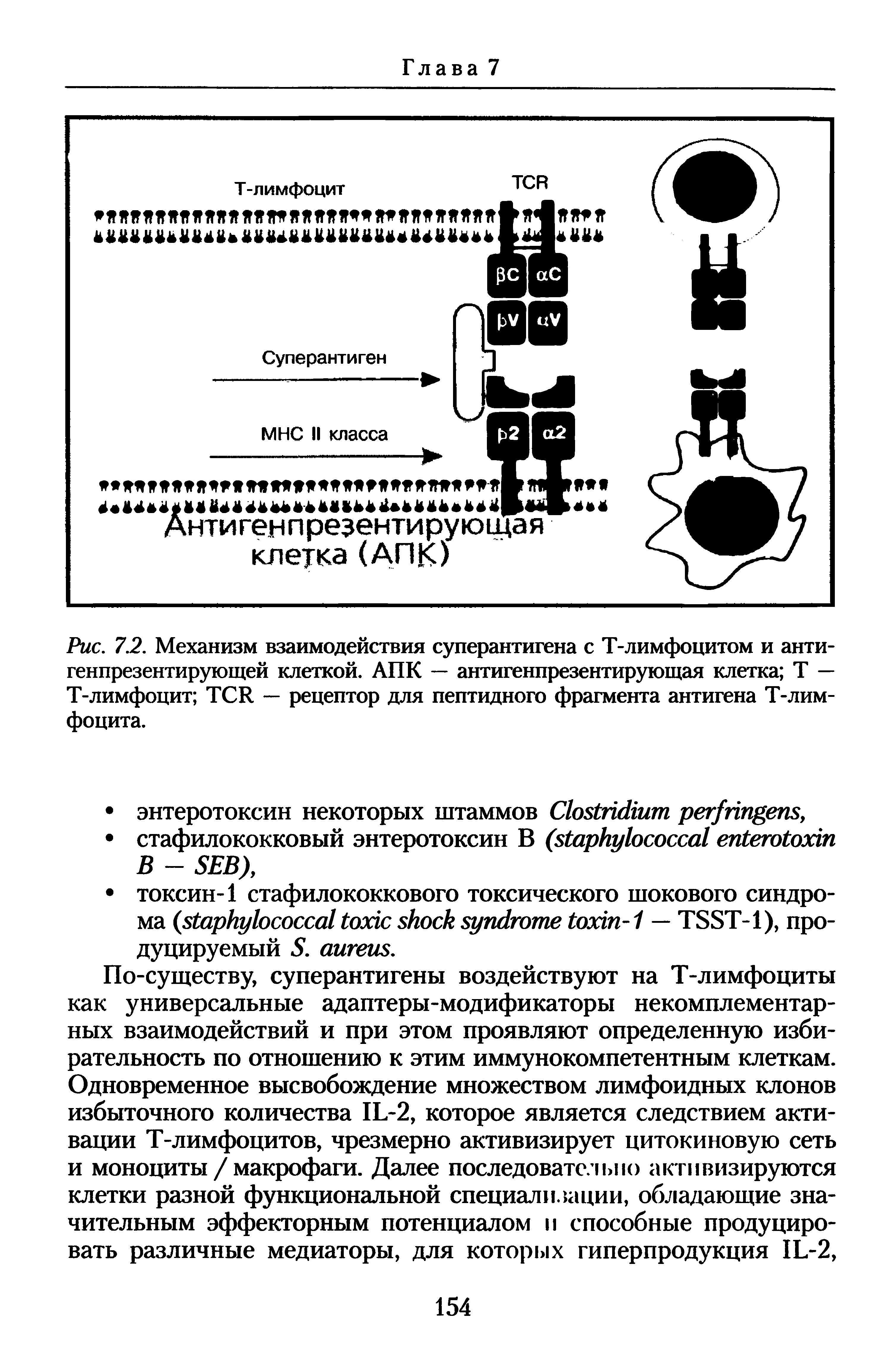 Рис. 7.2. Механизм взаимодействия суперантигена с Т-лимфоцитом и антигенпрезентирующей клеткой. АПК — антигенпрезентирующая клетка Т — Т-лимфоцит ТСИ — рецептор для пептидного фрагмента антигена Т-лимфоцита.