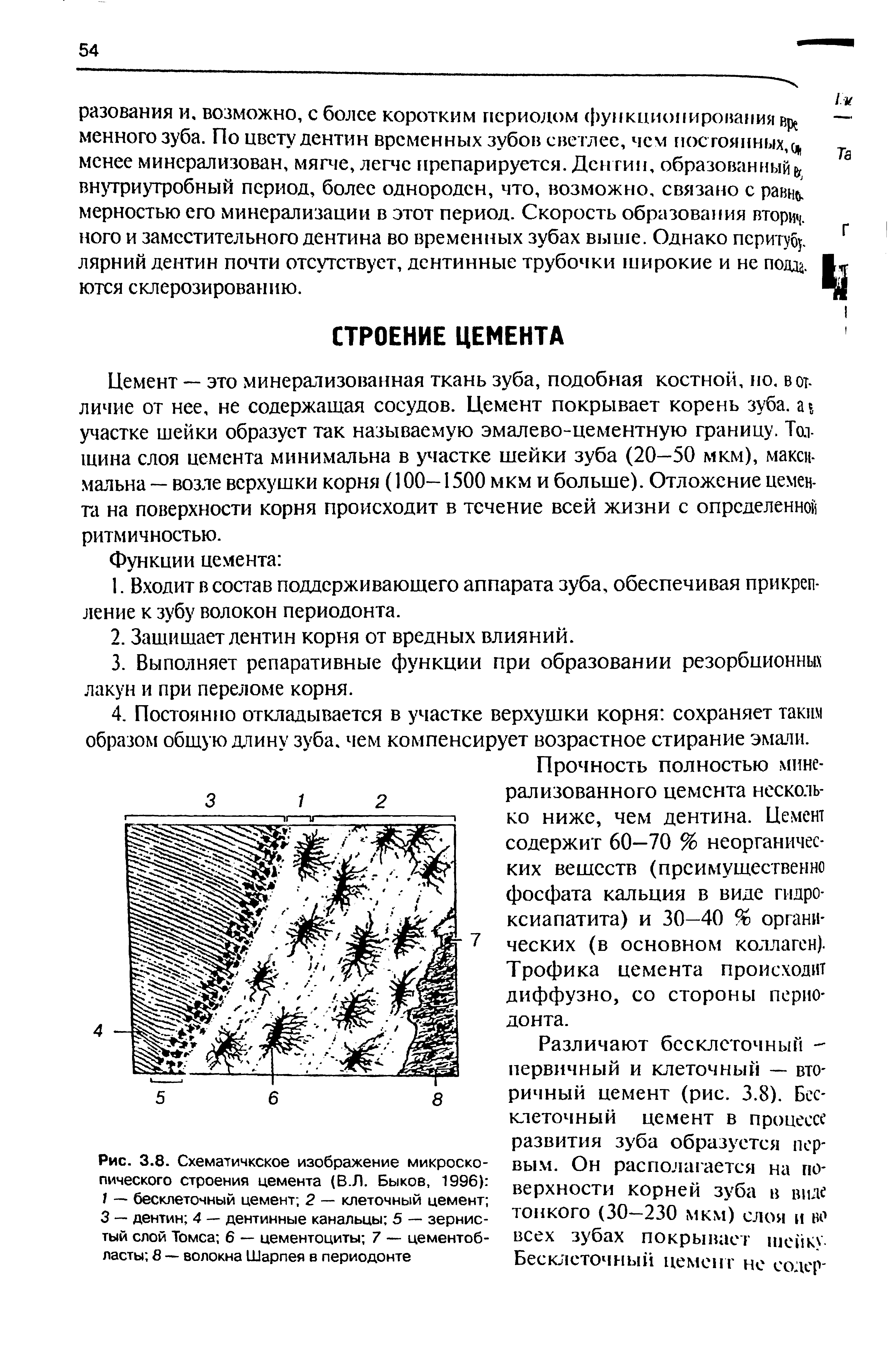 Рис. 3.8. Схематичкское изображение микроскопического строения цемента (В.Л. Быков, 1996) 1 — бесклеточный цемент 2 — клеточный цемент 3 — дентин 4 — дентинные канальцы 5 — зернистый слой Томса 6 — цементоциты 7 — цементоб-ласты 8 — волокна Шарпея в периодонте...