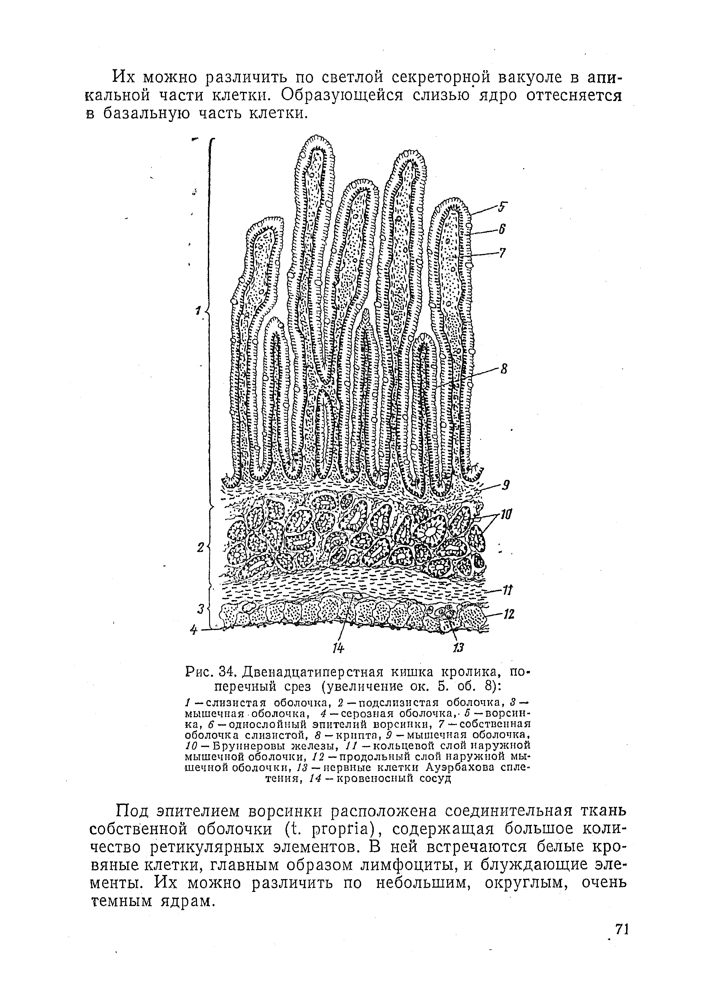 Рис. 34. Двенадцатиперстная кишка кролика, поперечный срез (увеличение ок. 5. об. 8) /—слизистая оболочка, 2—подслизистая оболочка, 3 — мышечная оболочка, 4— серозная оболочка,- 5 —ворсинка, < —однослойный эпителий ворсинки, 7— собственная оболочка слизистой, 8 —крипта, 9 —мышечная оболочка, 10 — Бруннеровы железы, //—кольцевой слой наружной мышечной оболочки, /2—продольный слой наружной мышечной оболочки, 13 — нервные клетки Ауэрбахова сплетения, /4 — кровеносный сосуд...