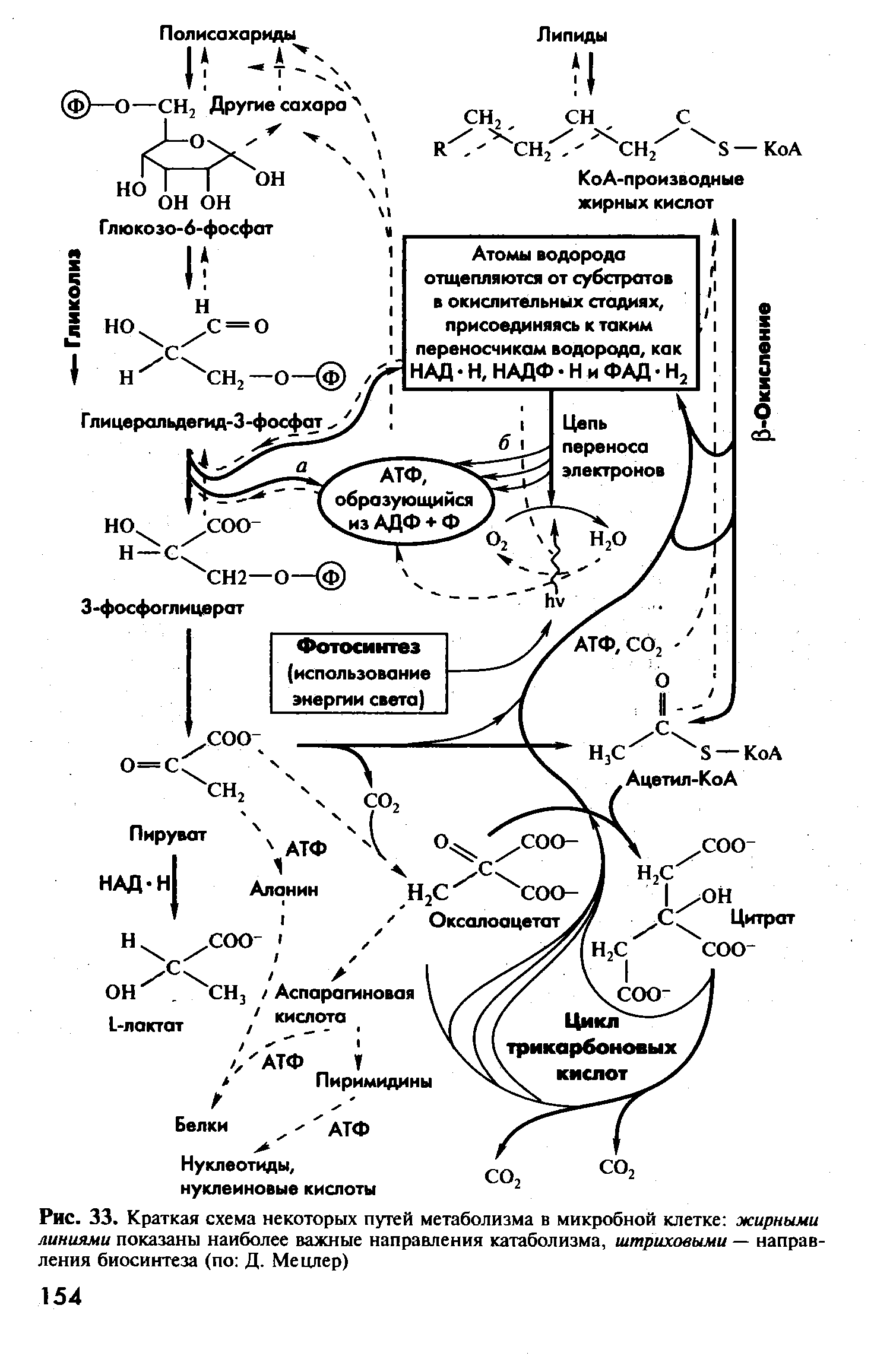 Рис. 33. Краткая схема некоторых путей метаболизма в микробной клетке жирными линиями показаны наиболее важные направления катаболизма, штриховыми — направления биосинтеза (по Д. Мецлер)...