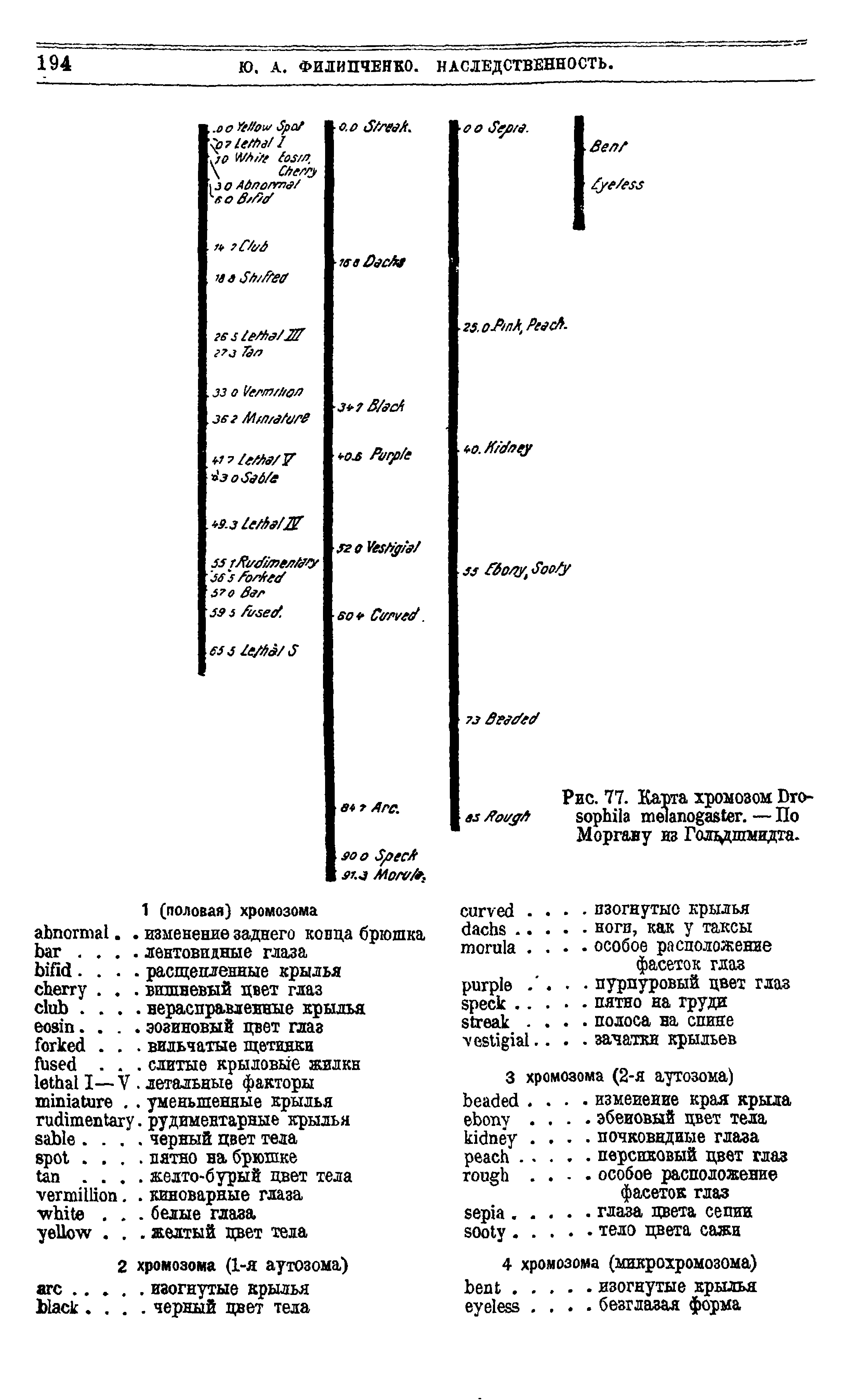 Рис. 77. Карта хромозом D -аз /ЬцдЛ . — По Моргану из Голцдшмидта.