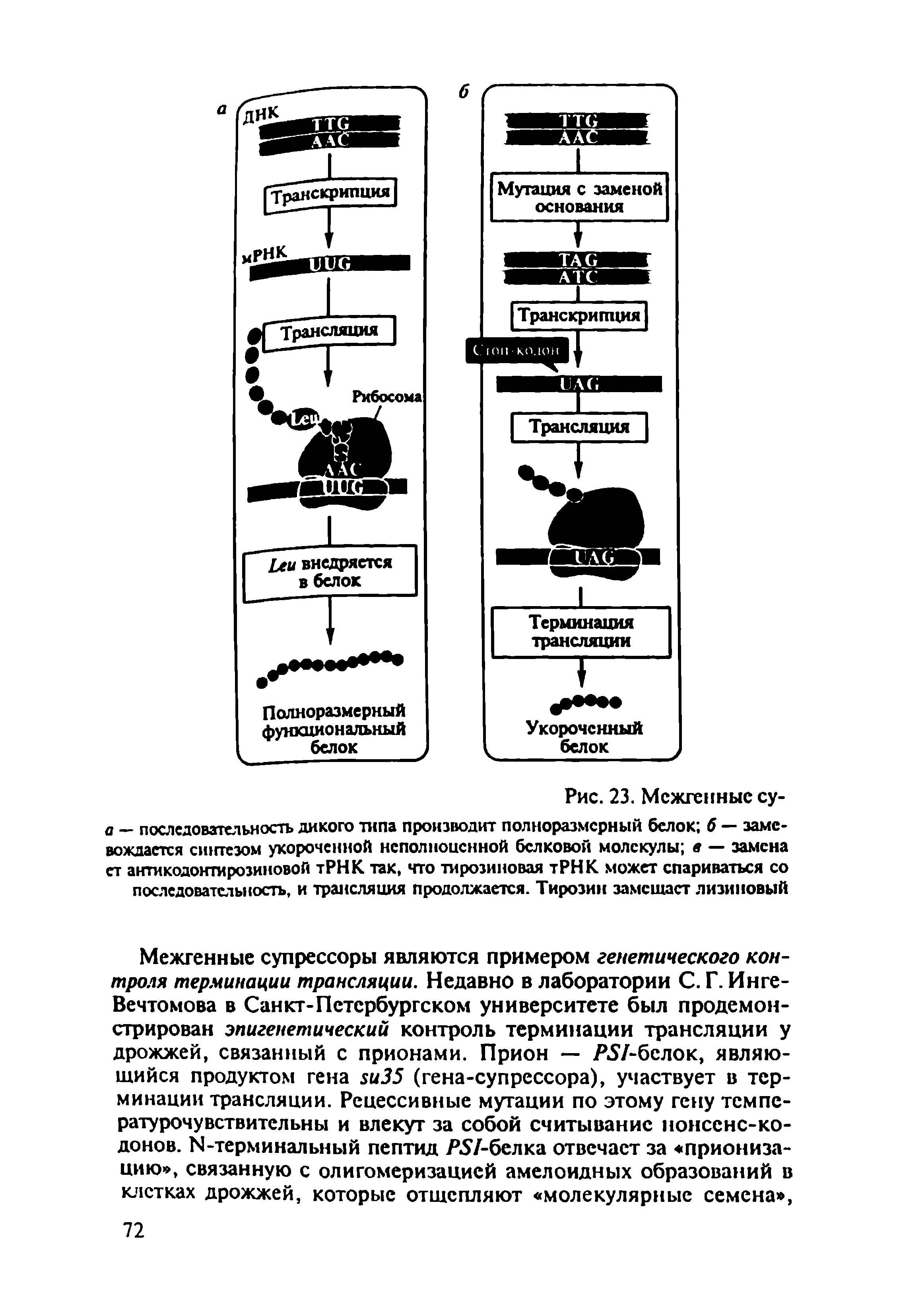 Рис. 23. Мсжгенныс су-а — последовательность дикого типа производит полноразмерный белок б — замс-вождастся синтезом укороченной неполноценной белковой молекулы в — замена ст антикодонтирозиновой тРНК так, что тирозиновая тРНК может спариваться со последовательность, и трансляция продолжается. Тирозин замешает лизиновый...
