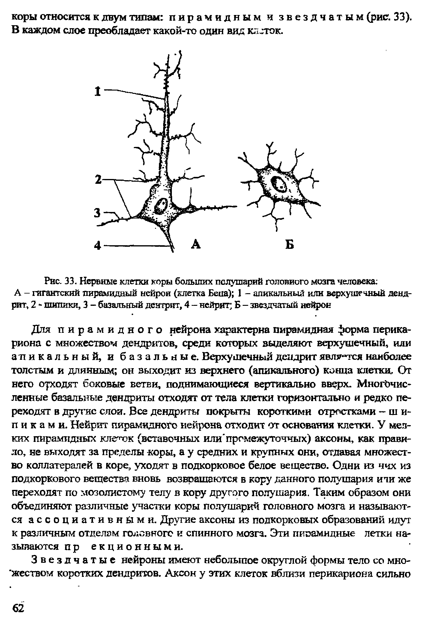 Рис. 33. Нервные клетки коры больших полушарий головного мозга человека А - гигантский пирамидный нейрон (клетка Беца) 1 - апикальный или верхушечный дендрит, 2 - шипики, 3 - базальный дентрит, 4 - нейрит Б - звездчатый нейрон...