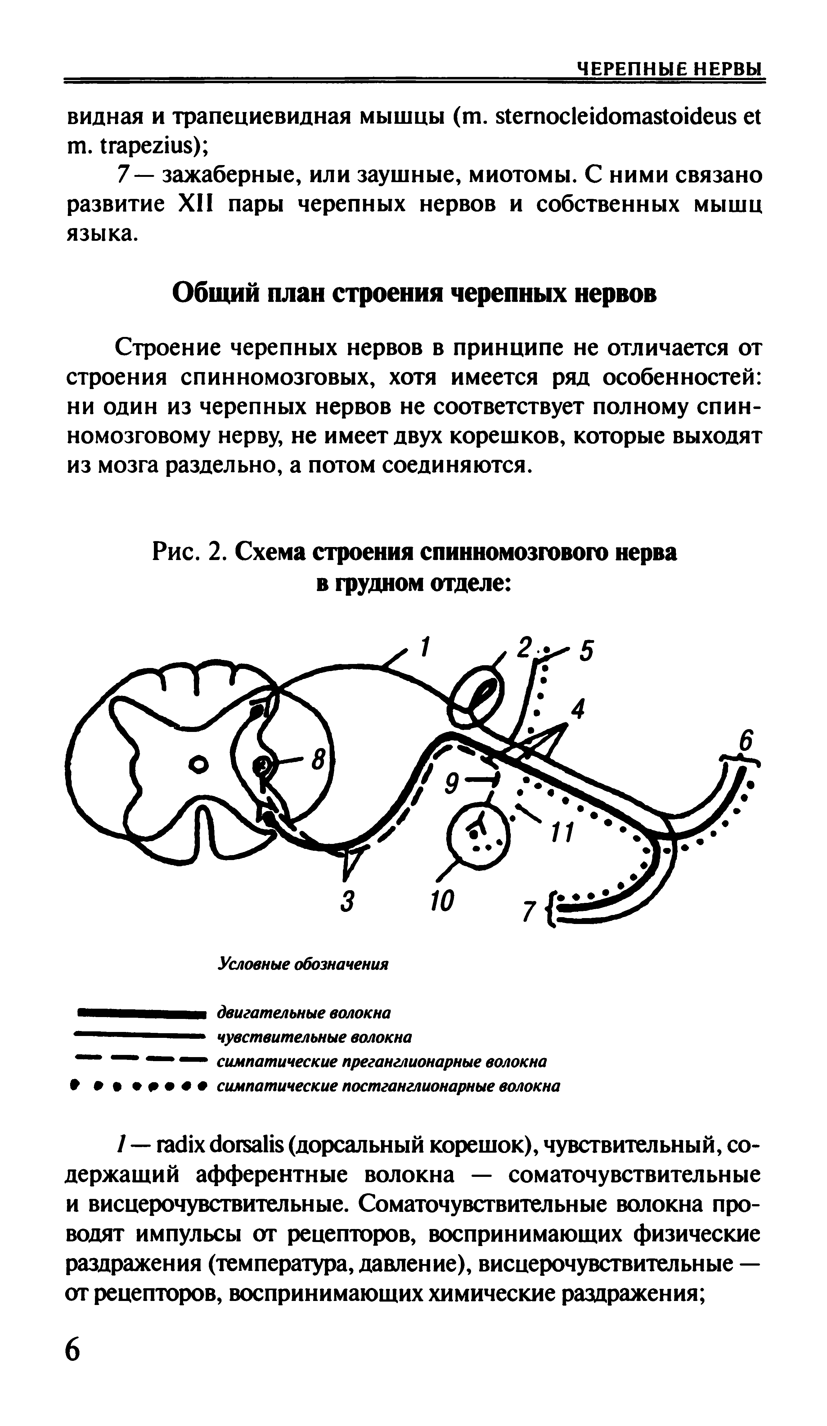 Рис. 2. Схема строения спинномозгового нерва в грудном отделе ...