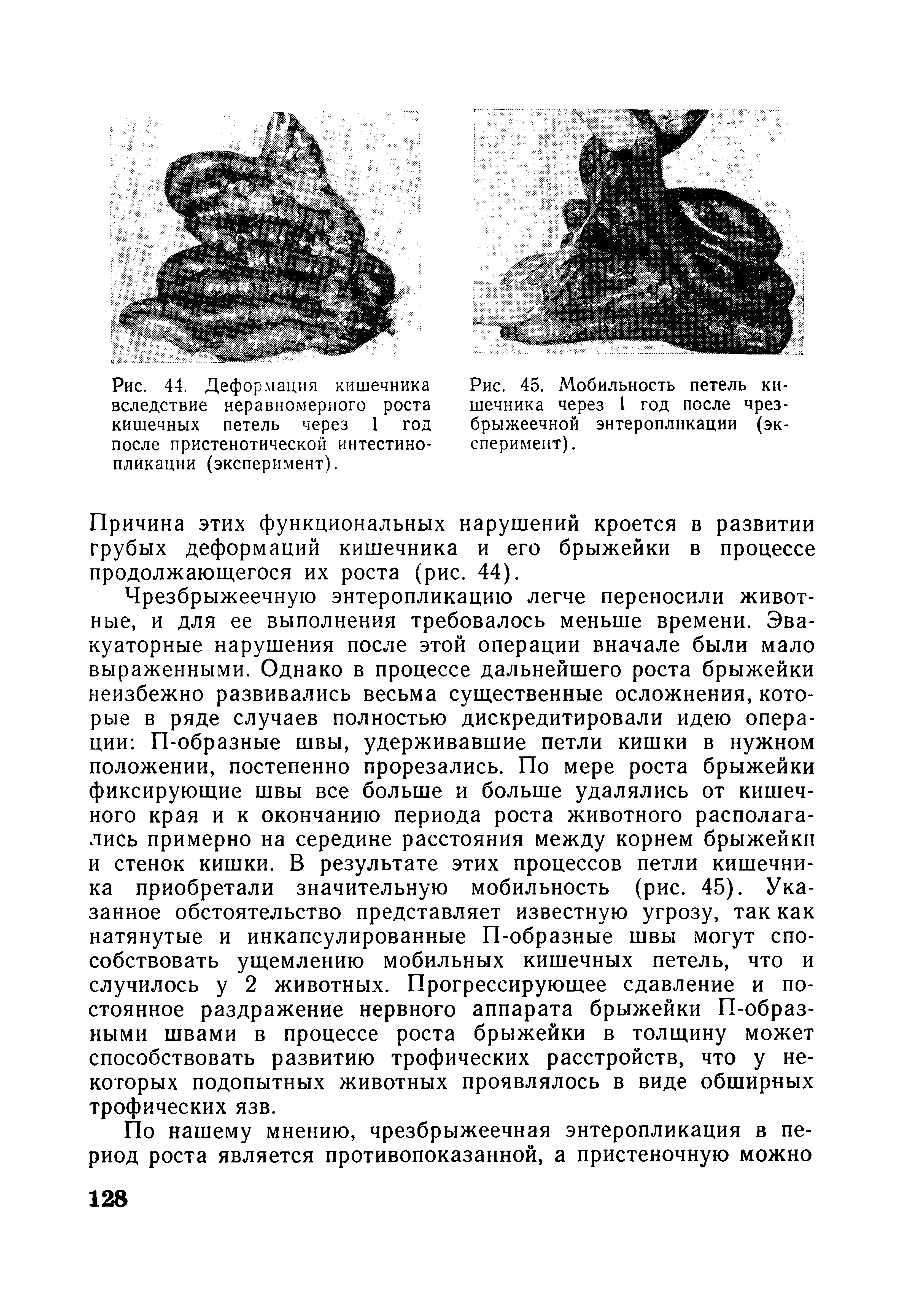 Рис. 45. Мобильность петель кишечника через I год после чрез-брыжеечной энтеропликации (эксперимент). ...