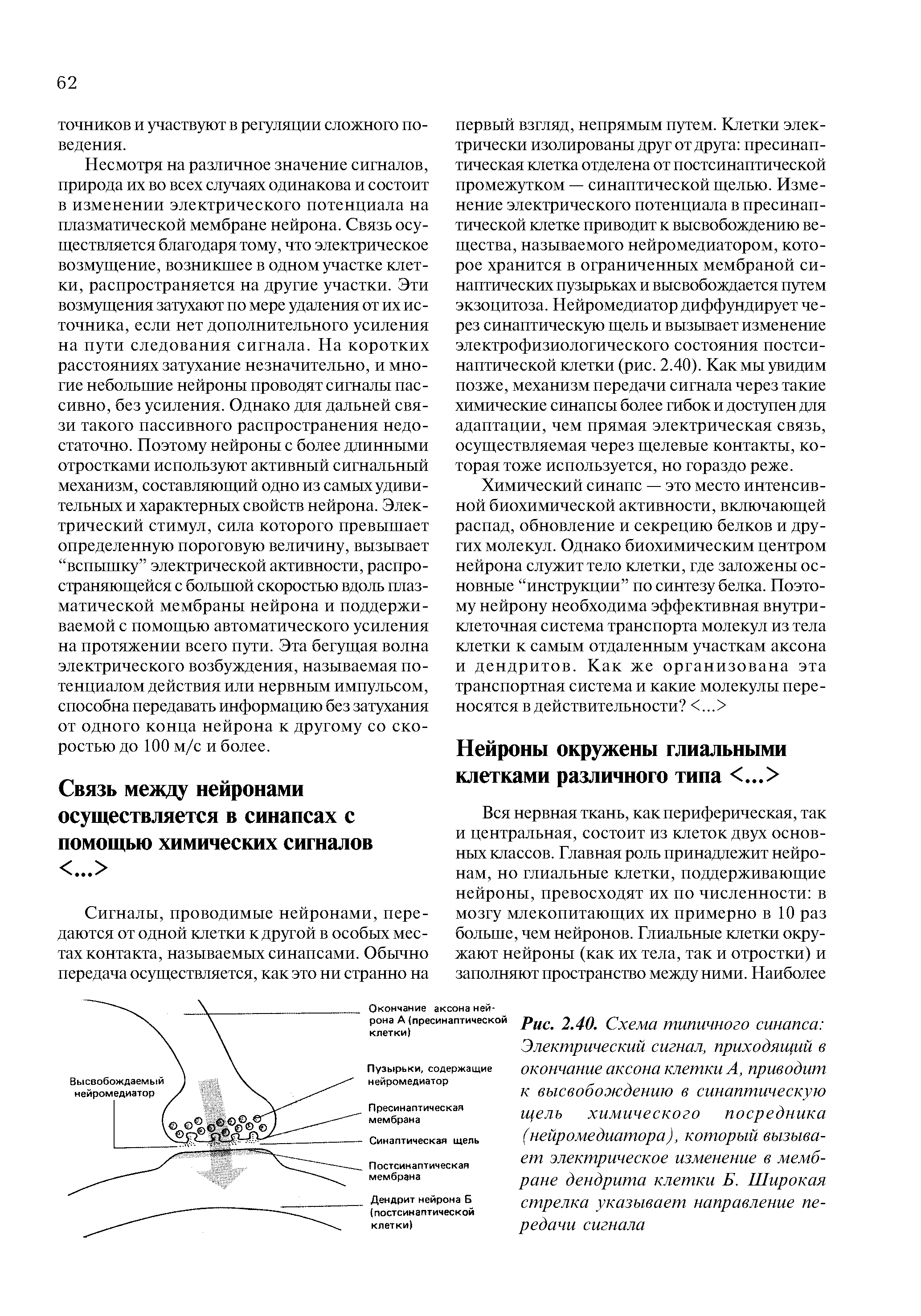 Рис. 2.40. Схема типичного синапса Электрический сигнал, приходящий в окончание аксона клетки А, приводит к высвобождению в синаптическую щель химического посредника (нейромедиатора), который вызывает электрическое изменение в мембране дендрита клетки Б. Широкая стрелка указывает направление передачи сигнала...