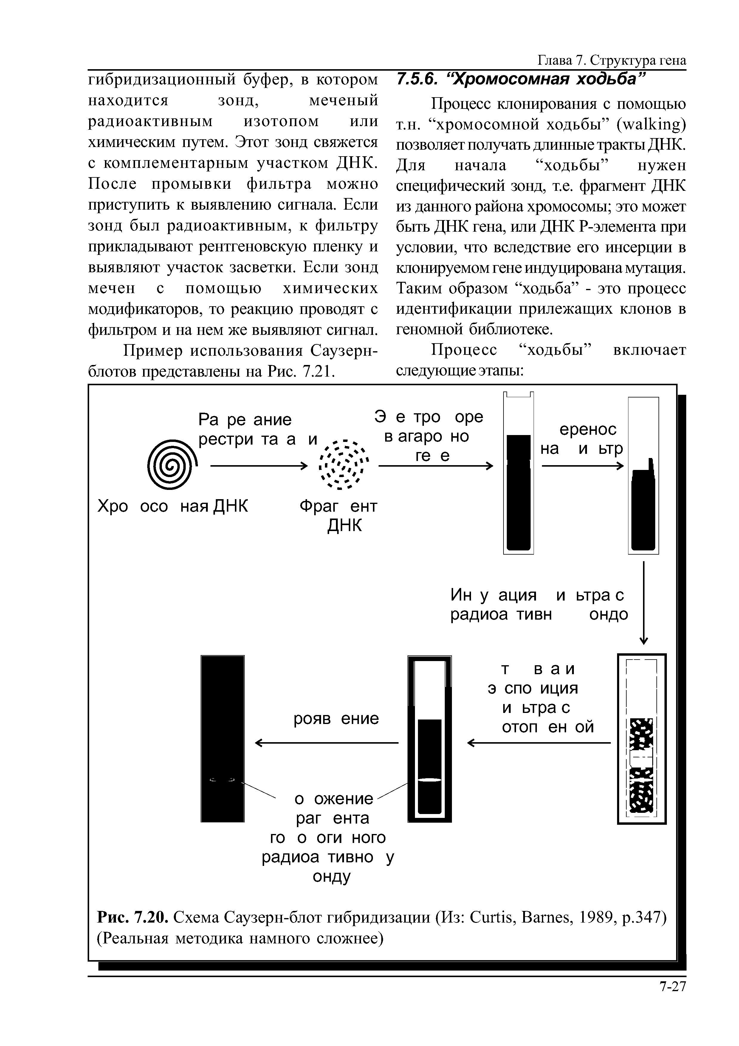 Рис. 7.20. Схема Саузерн-блот гибридизации (Из C , B , 1989, р.347) (Реальная методика намного сложнее)...