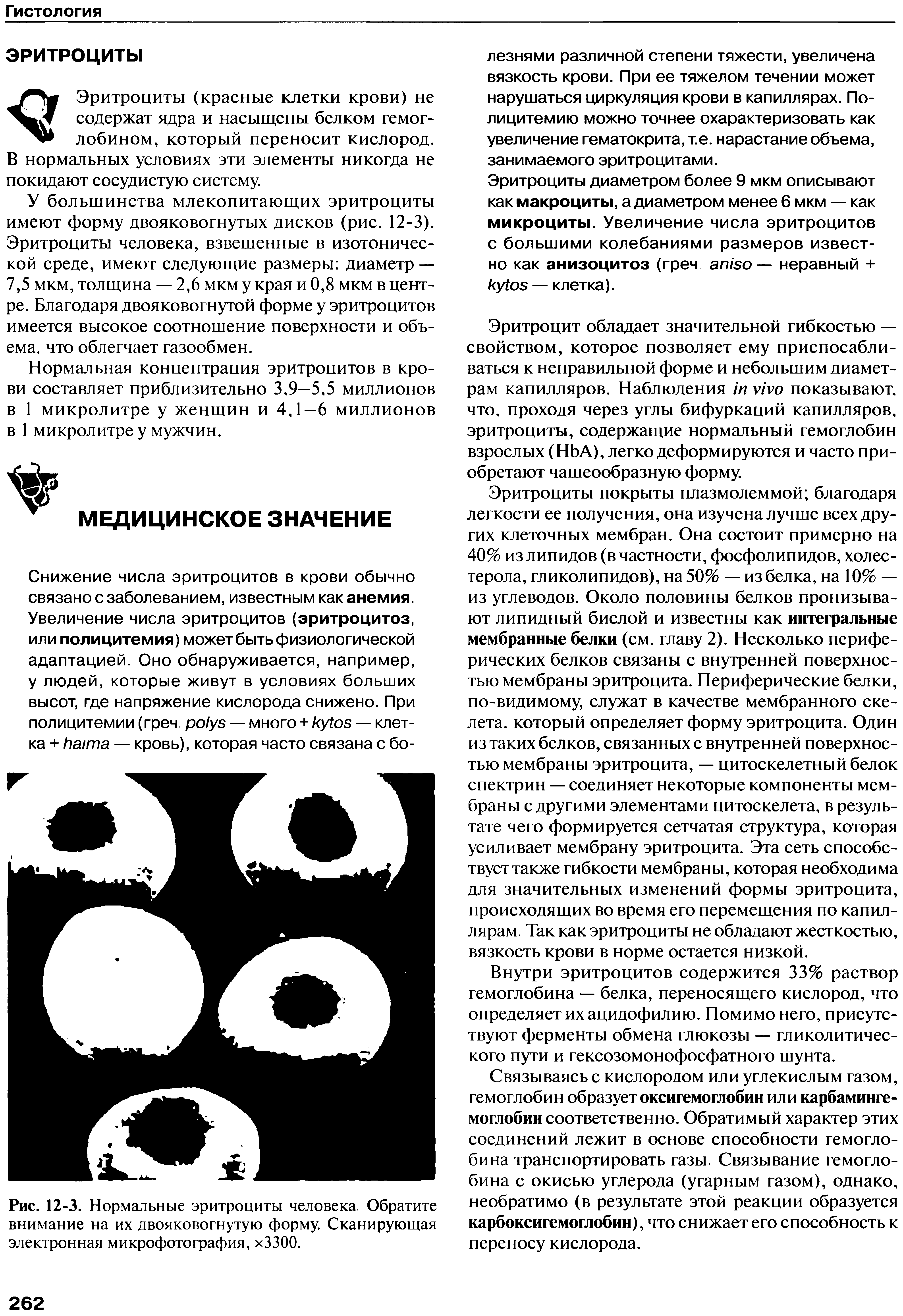 Рис. 12-3. Нормальные эритроциты человека Обратите внимание на их двояковогнутую форму. Сканирующая электронная микрофотография, хЗЗОО.